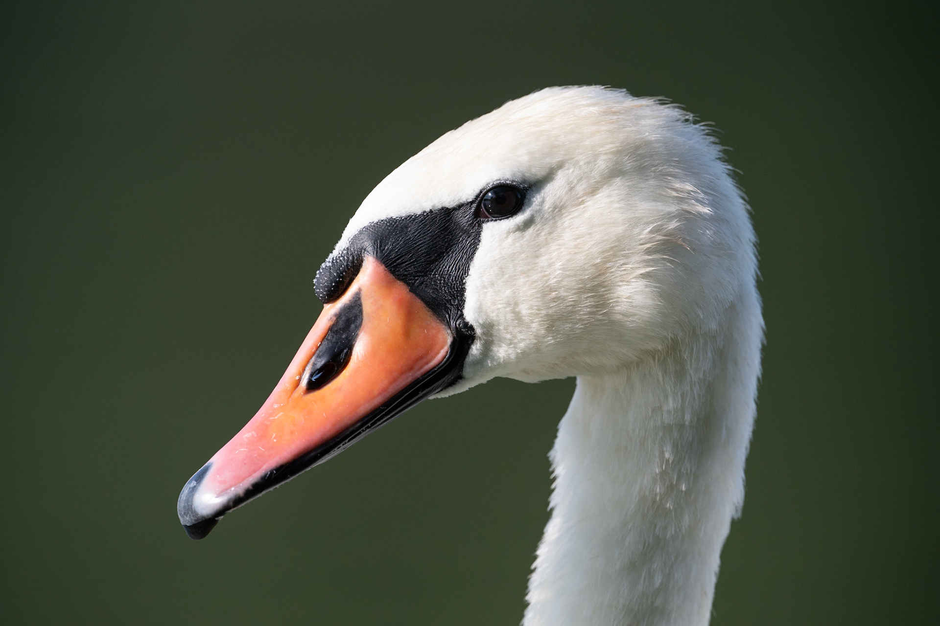 Mute Swan portrait
