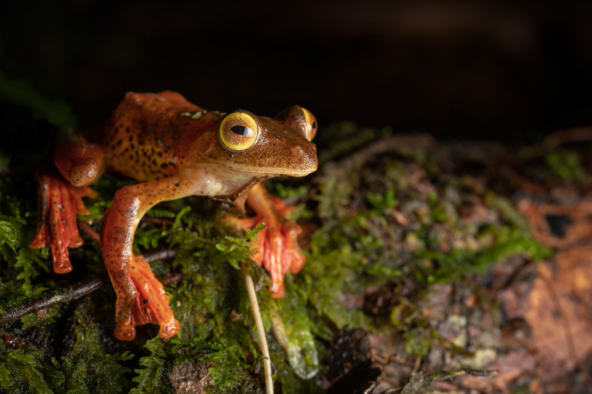 Harlequin Flying Frog