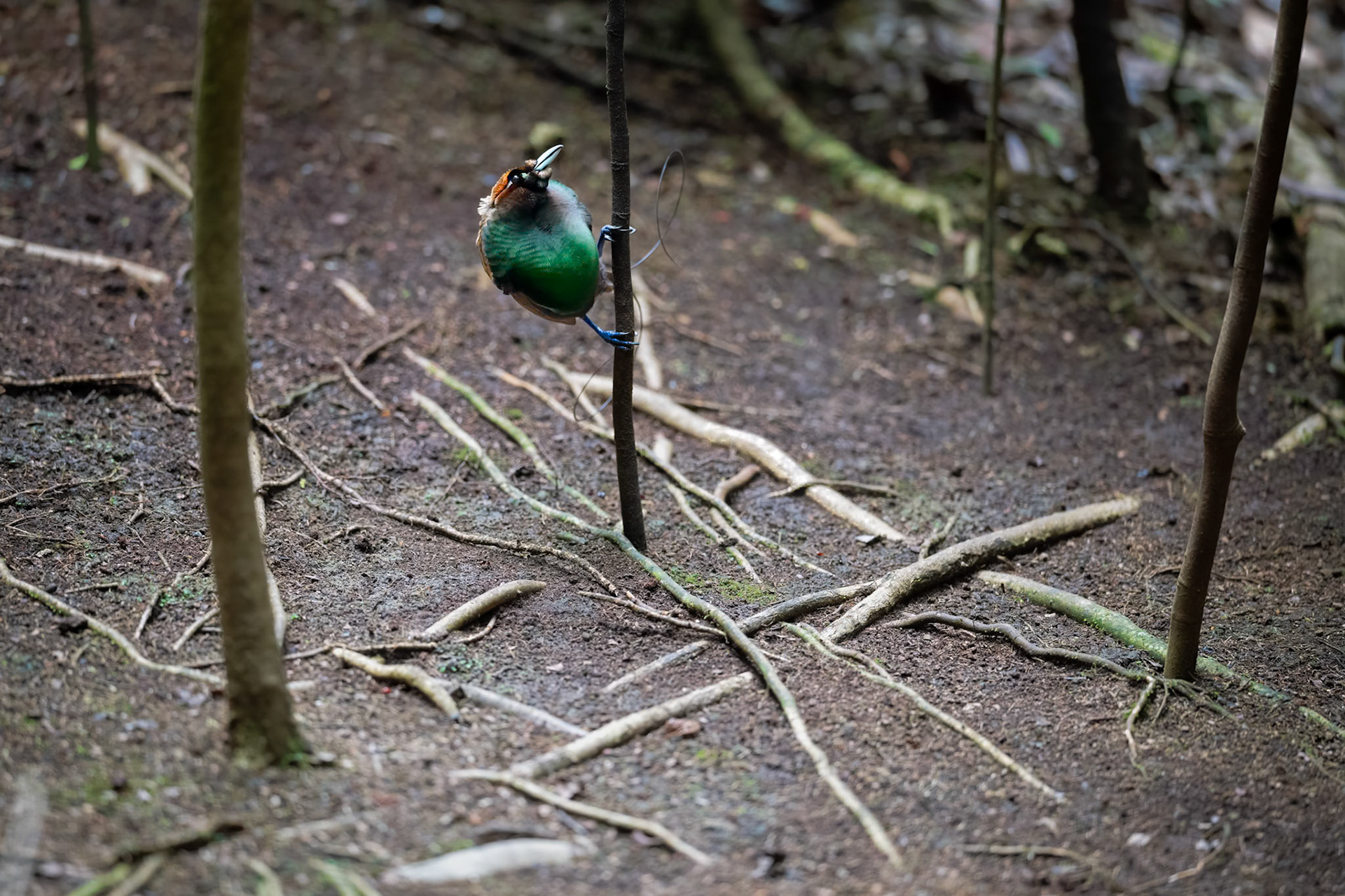 Magnificent Bird-of-paradise