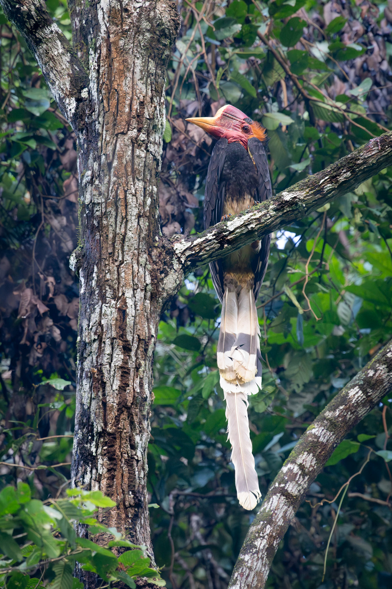 Helmeted Hornbill