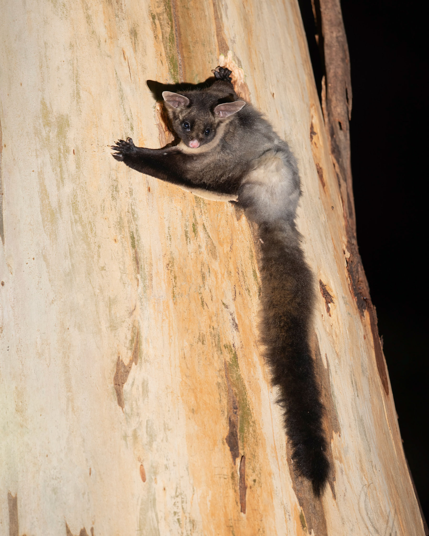 Yellow-bellied Glider on a Manna Gum