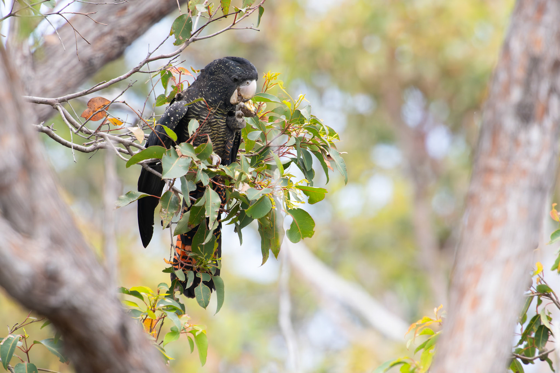 Red-tailed Black Cockatoo