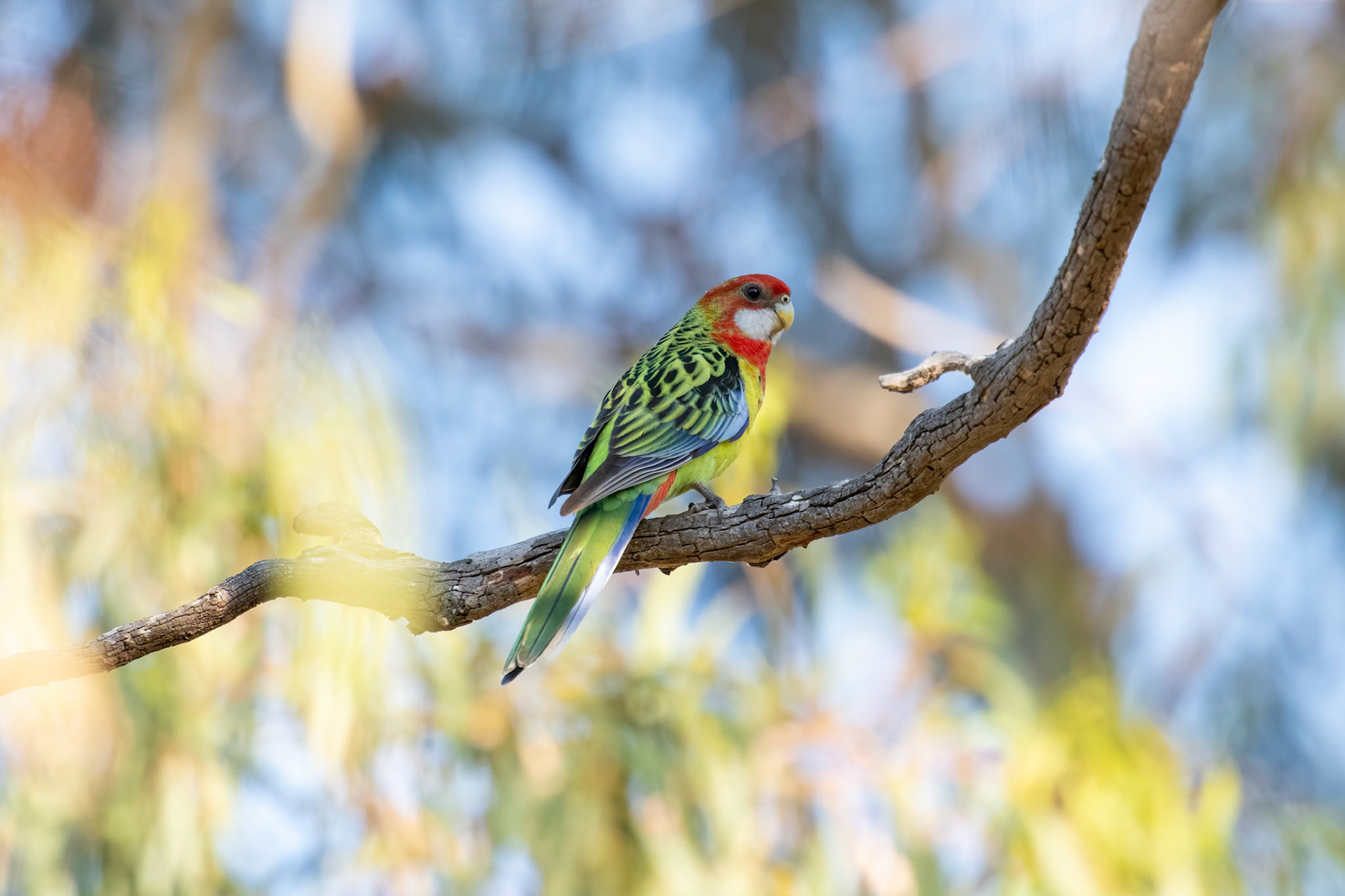 Eastern Rosella
