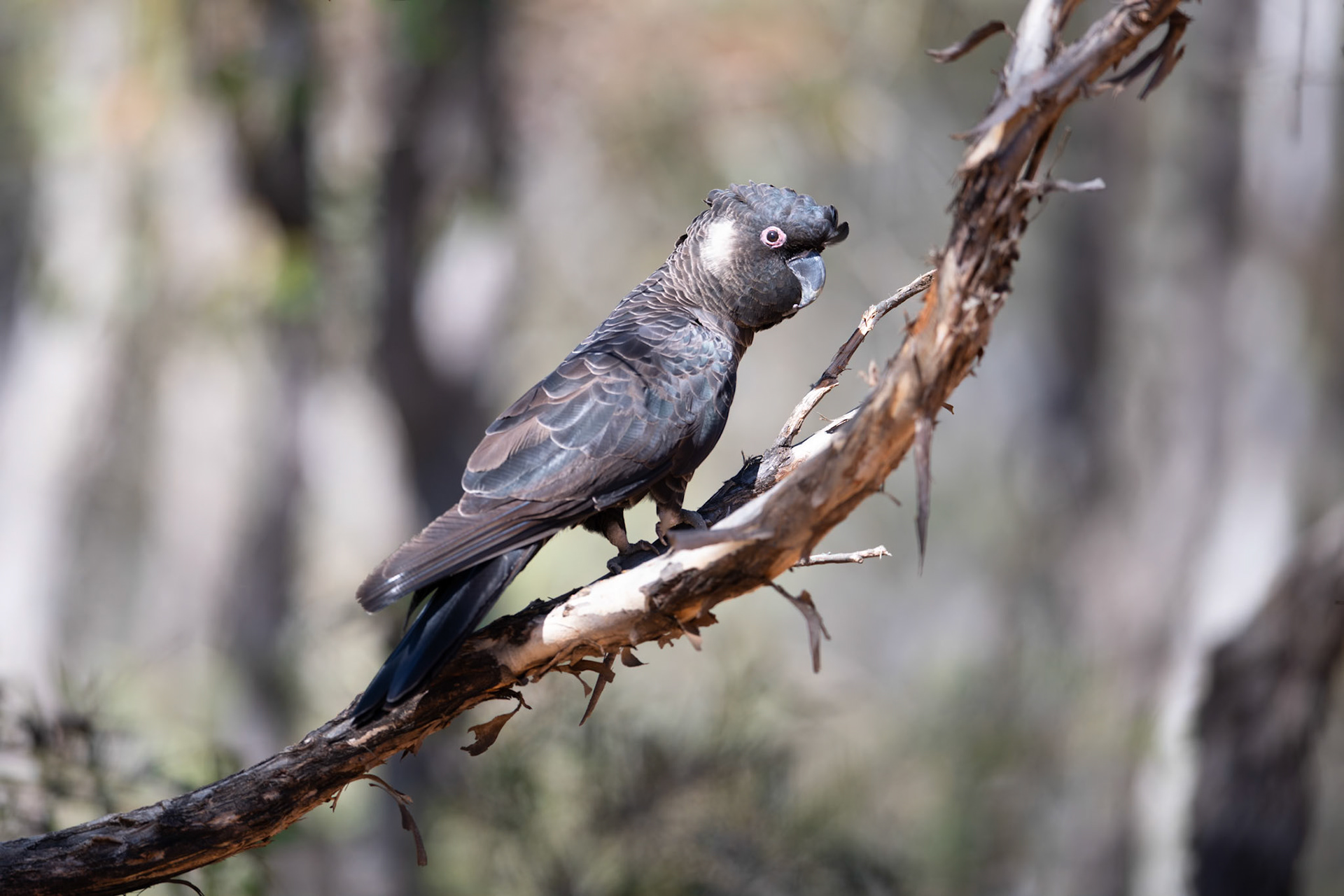 Carnaby's Black Cockatoo