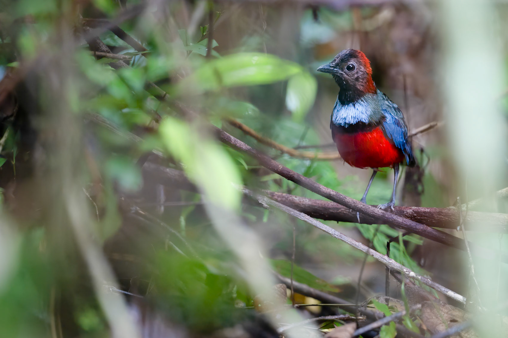 Wilson's Bird-of-paradise