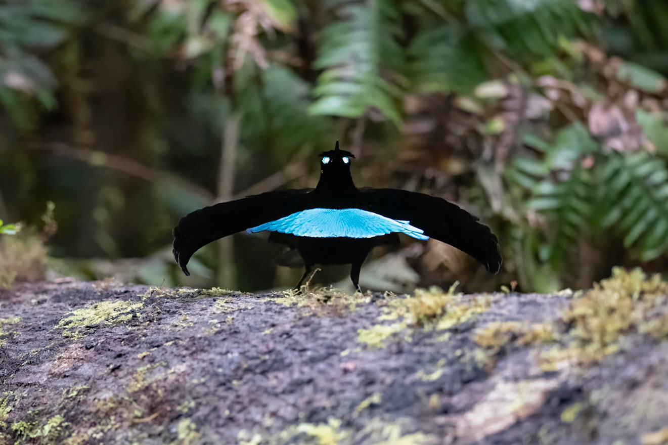 Vogelkop Lophorina male