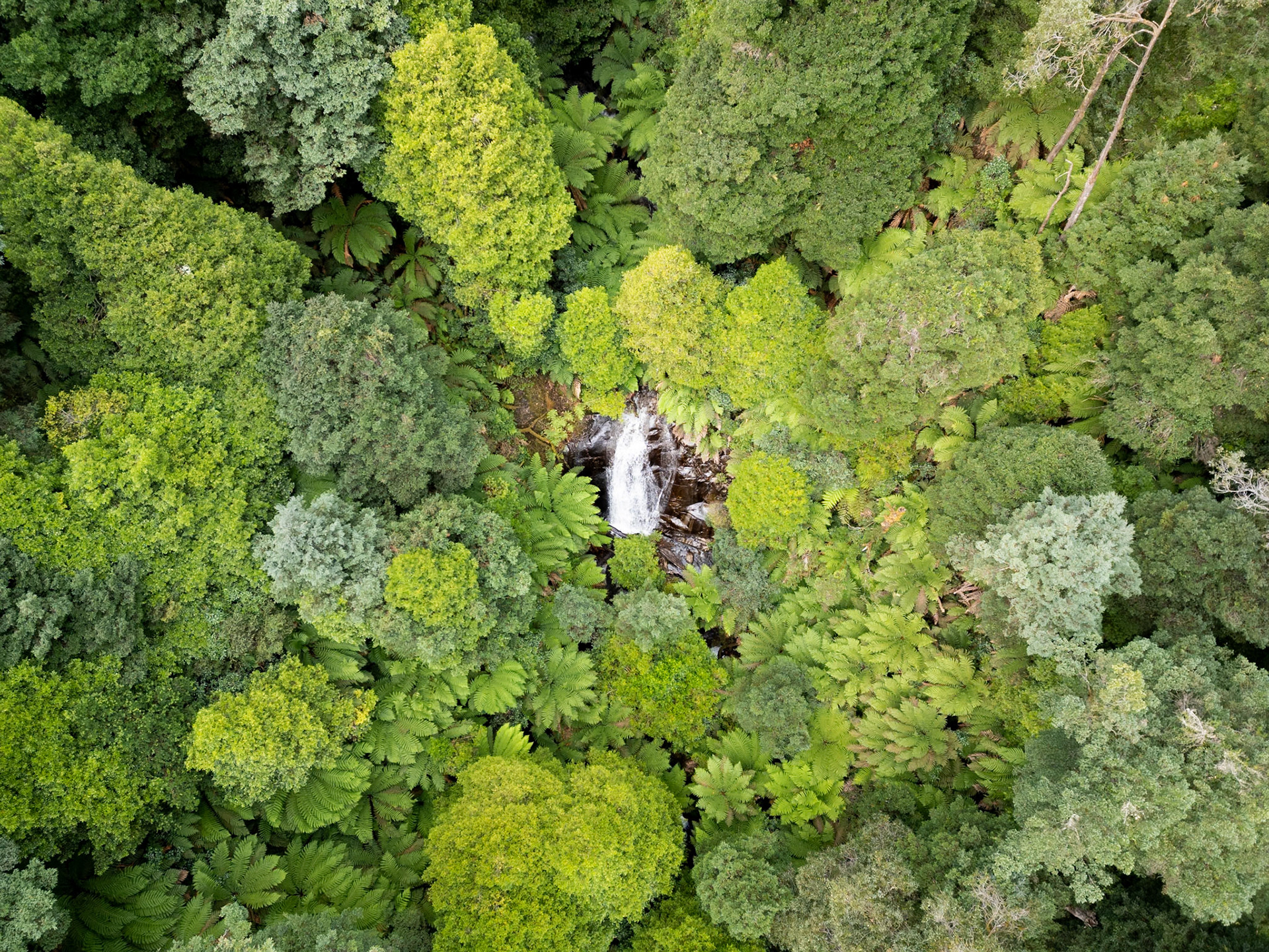 Hidden Waterfall in the Yarra Ranges