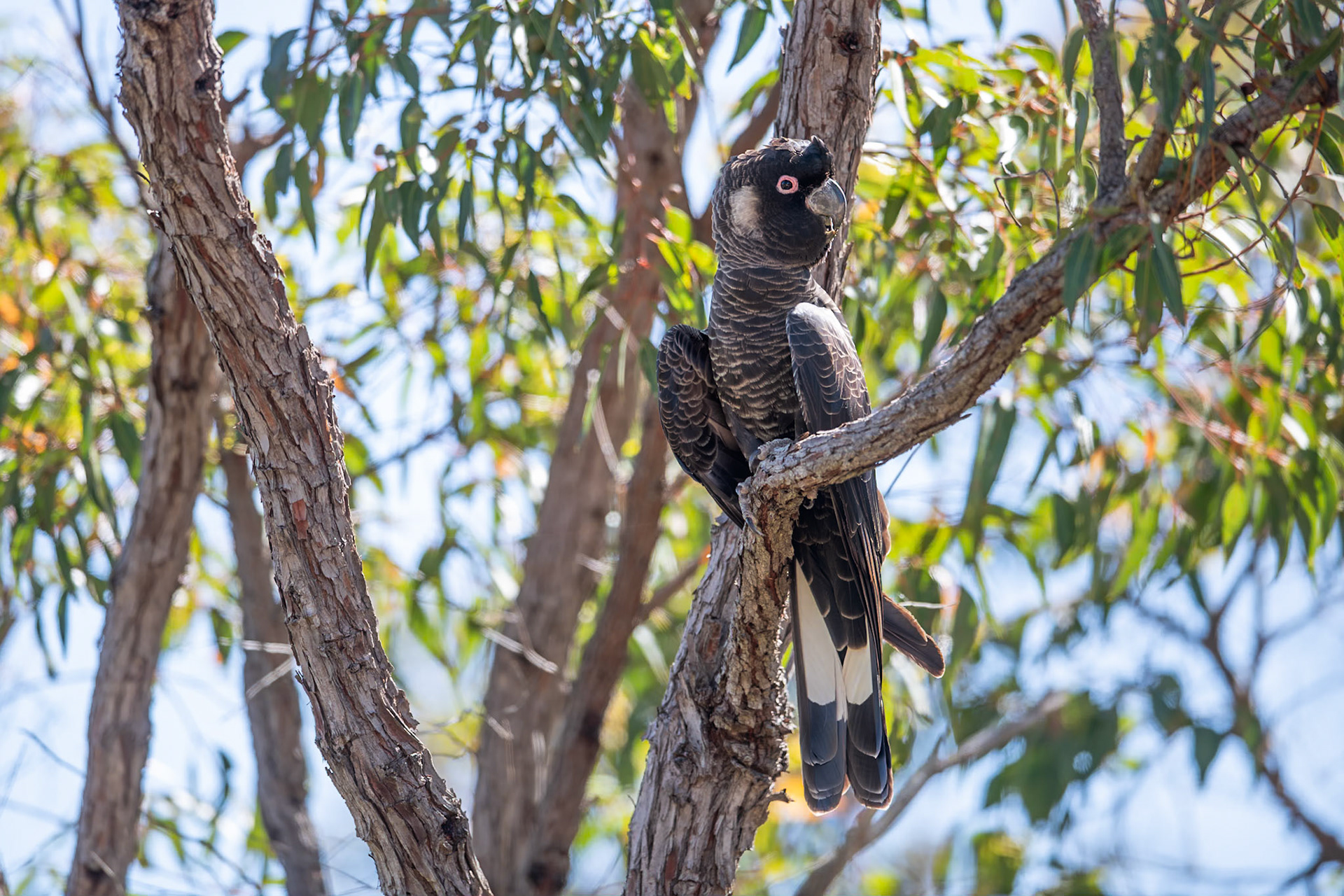 Carnaby's Black Cockatoo