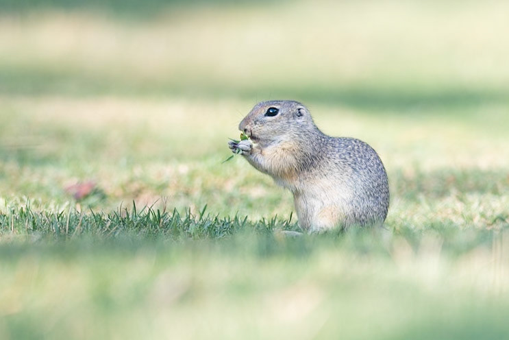 European Ground Squirrel