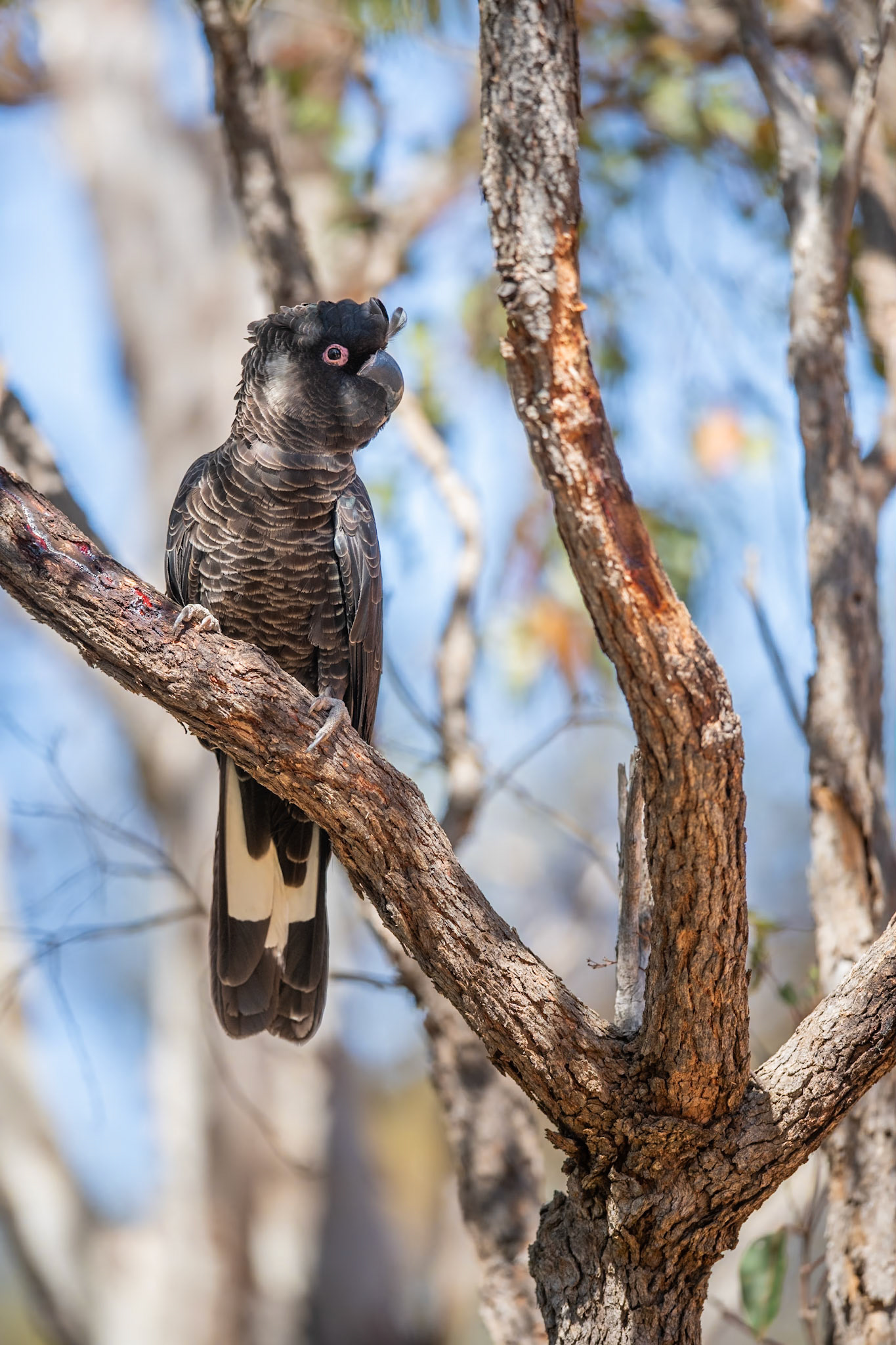 Carnaby's Black Cockatoo
