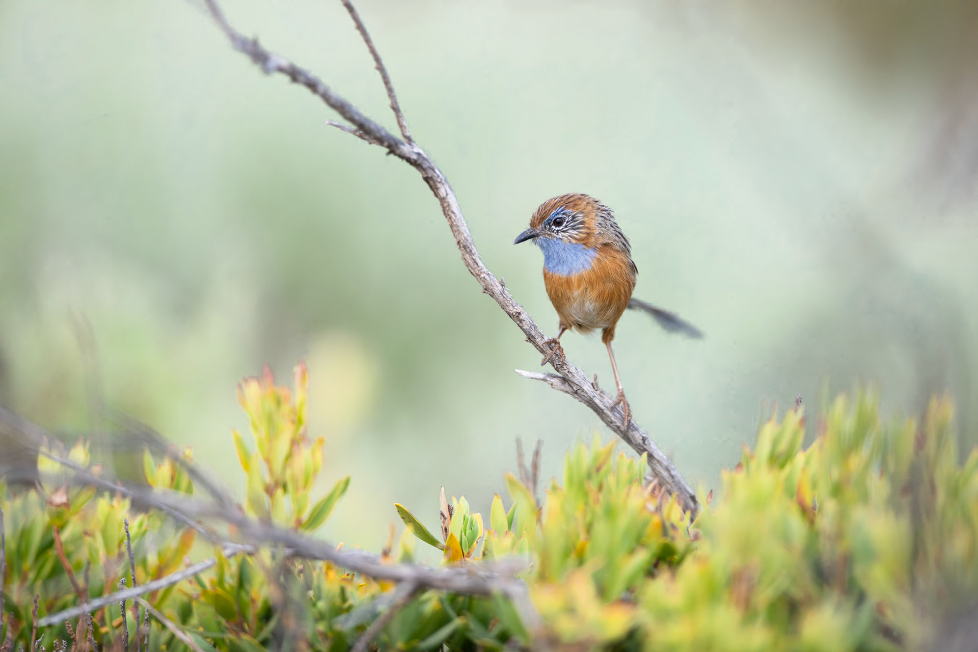 Southern Emu-wren