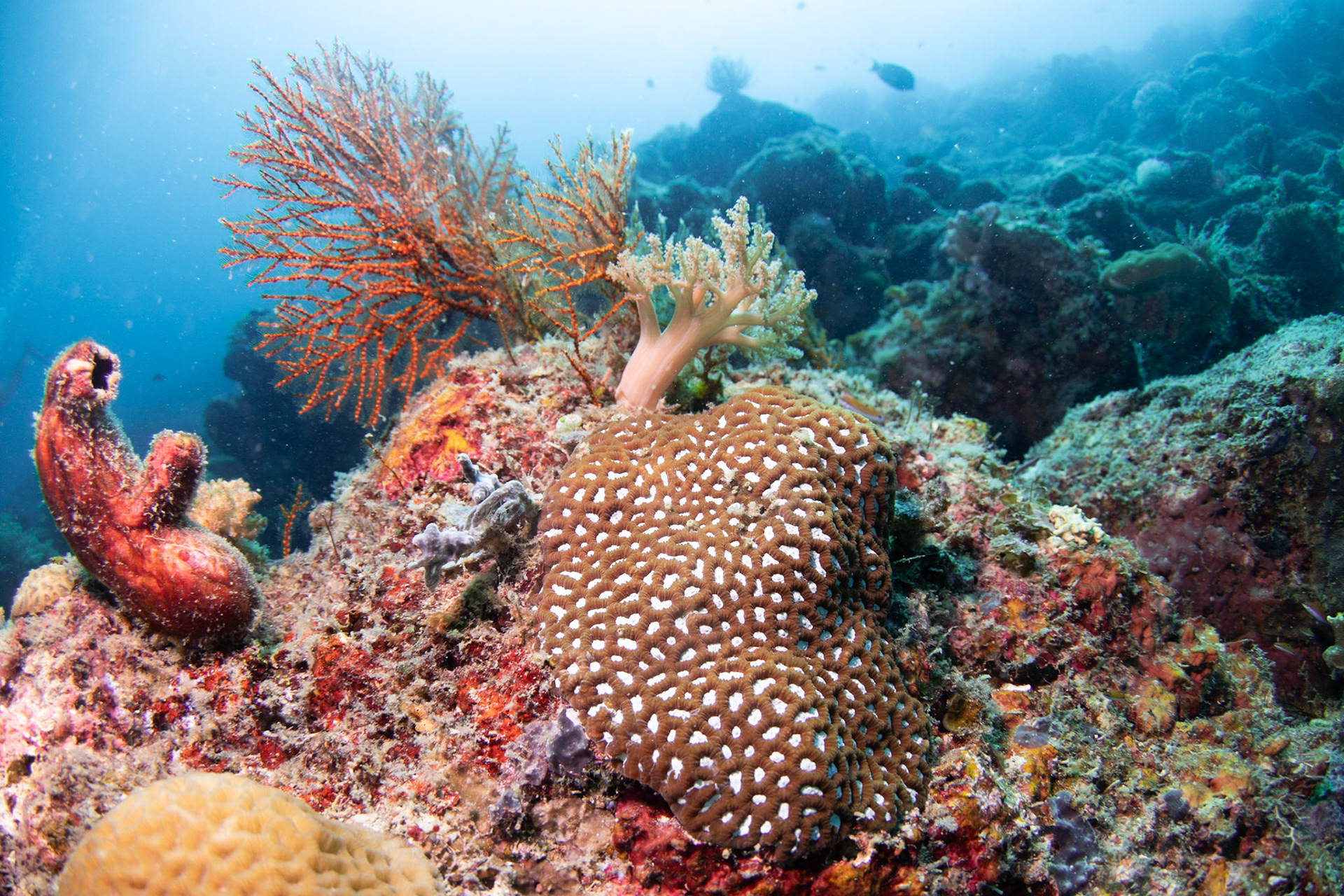 Coral reefs at Kapalai