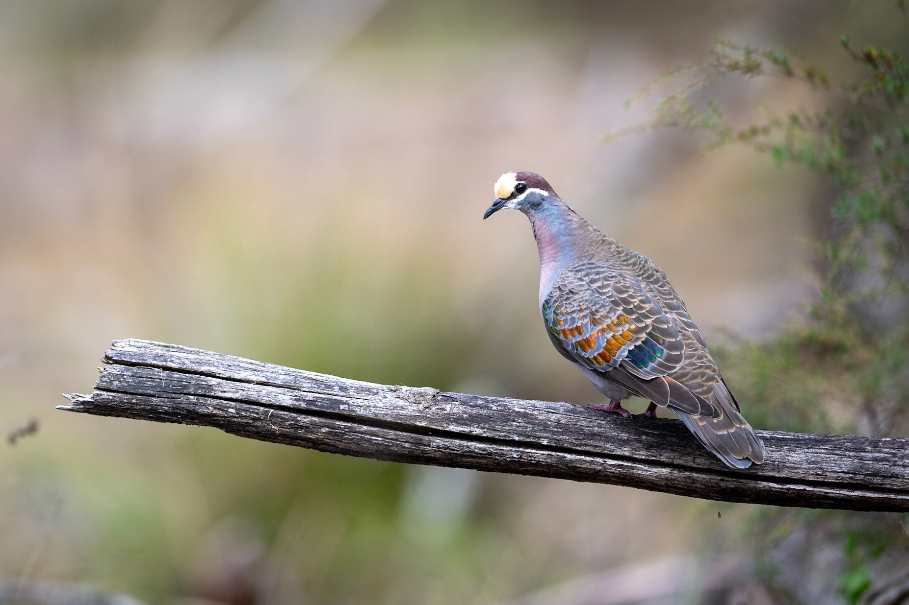 Common Bronzewing