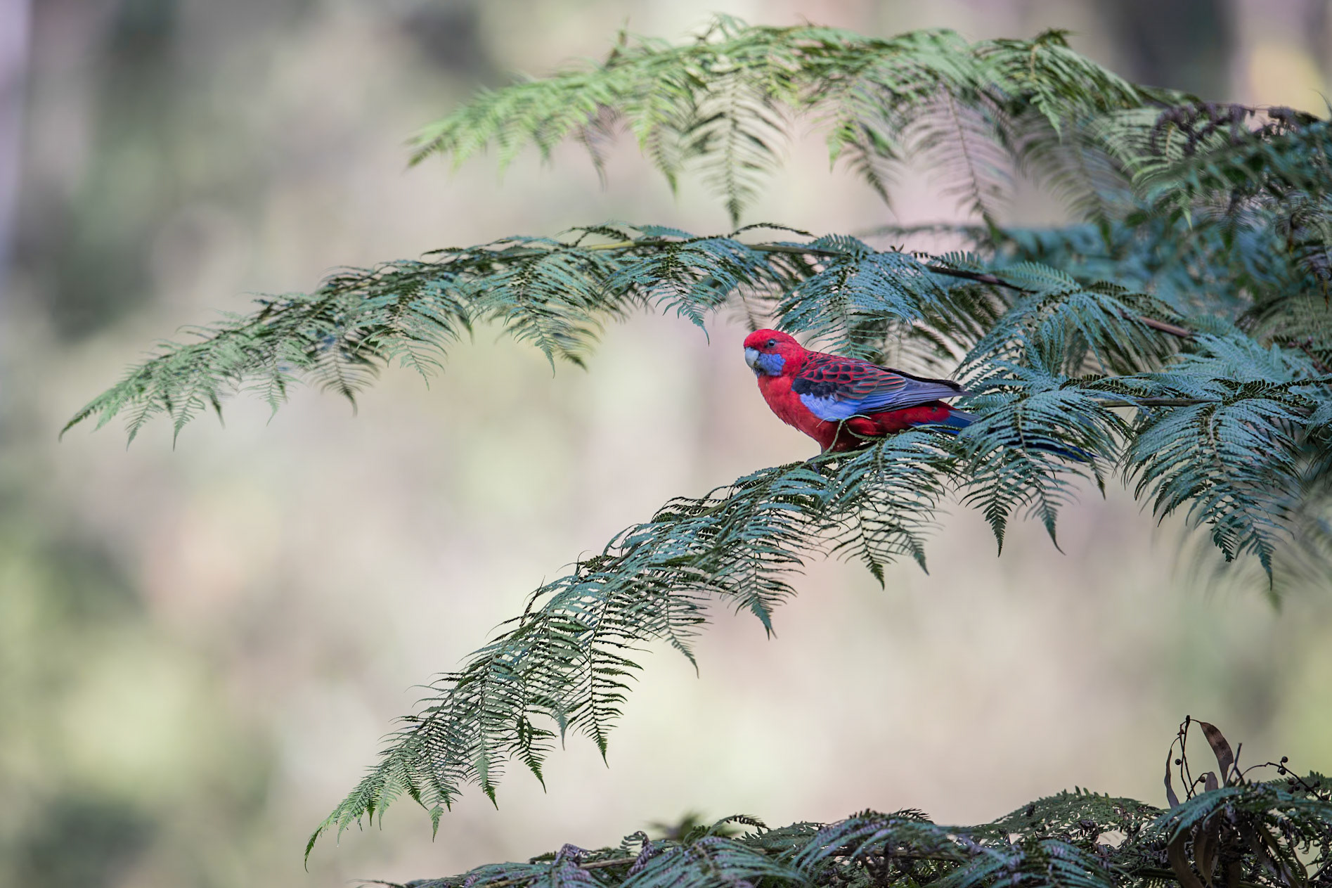Crimson Rosella