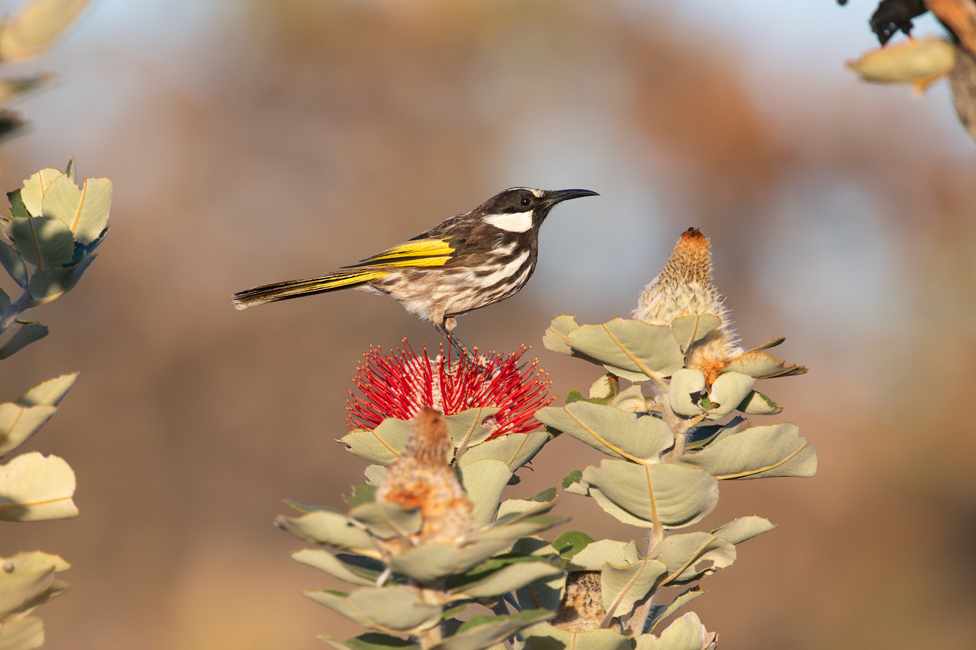 White-cheeked Honeyeater