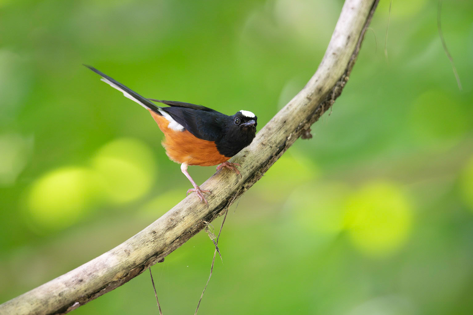 White-crowned Shama