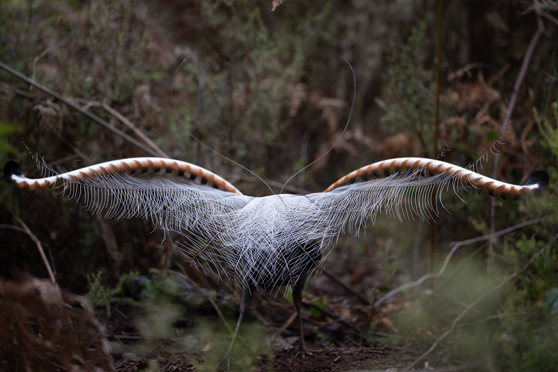 Supurb Lyrebird