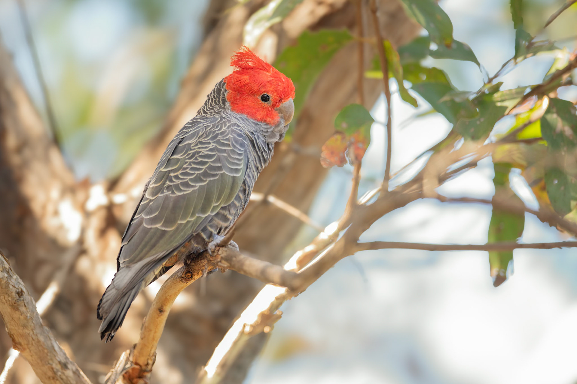 Male Gang-gang Cockatoo
