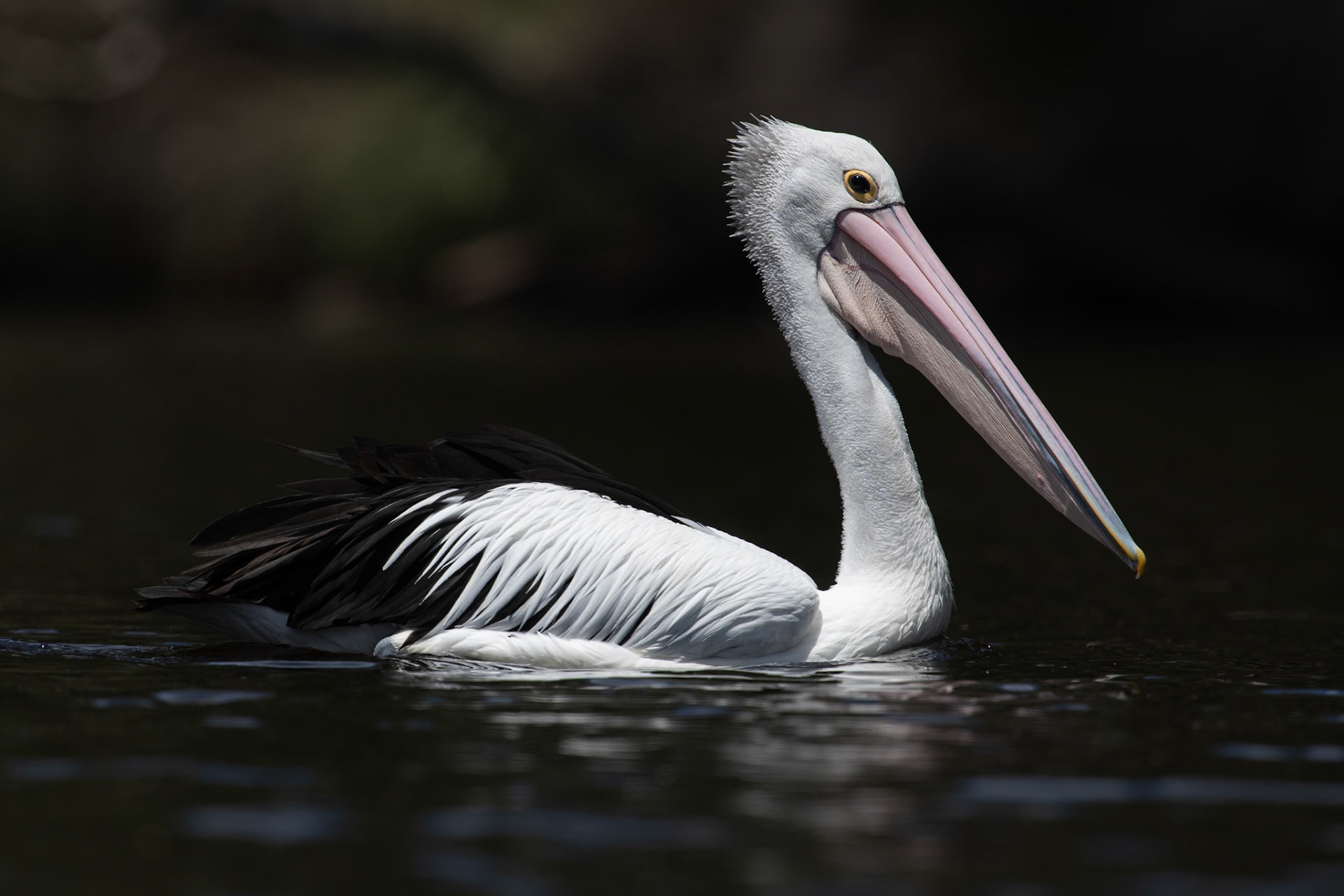 Australian Pelican