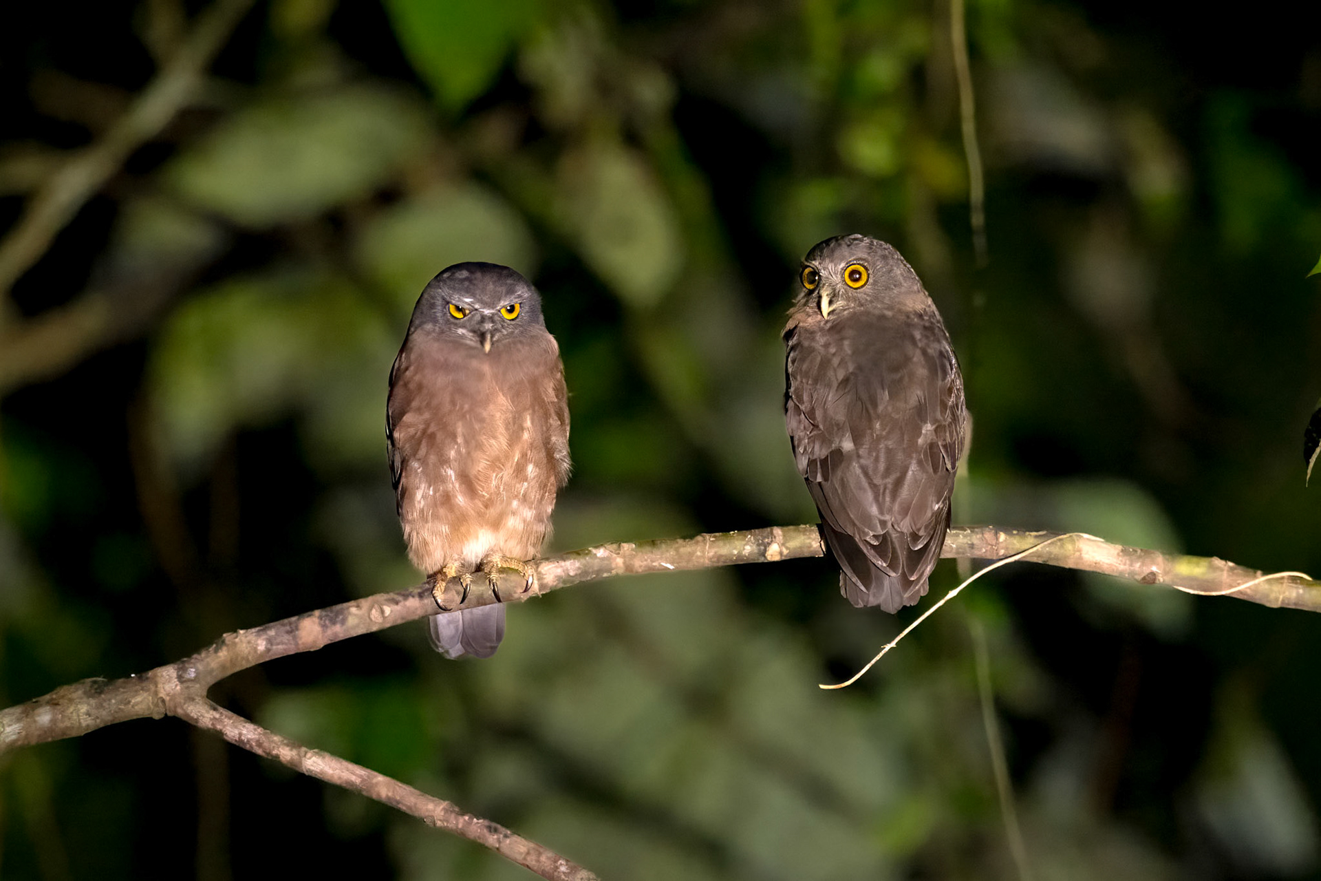 A pair of Papuan Boobooks