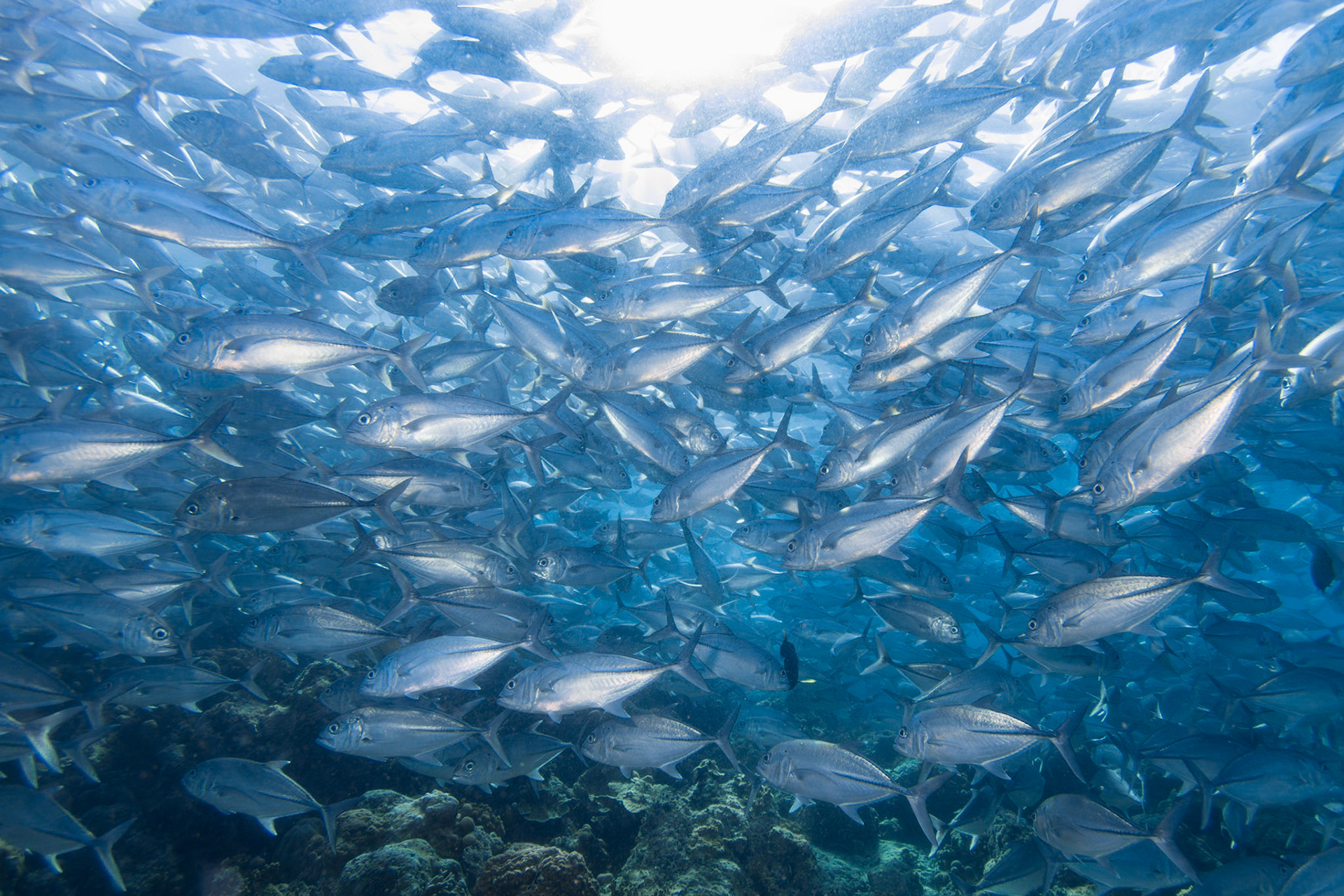 School of trevally