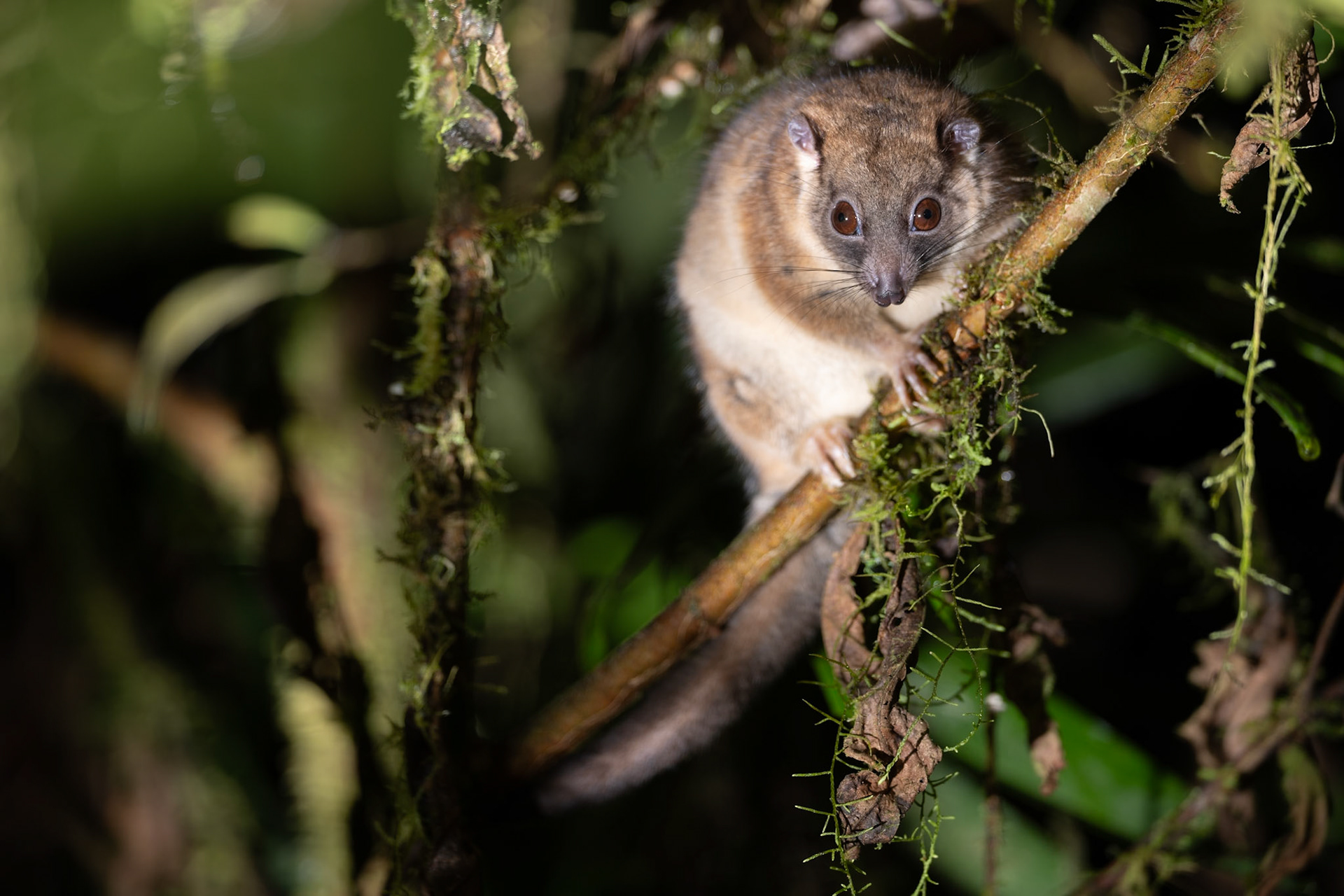 Vogelkop Ringtail Possum