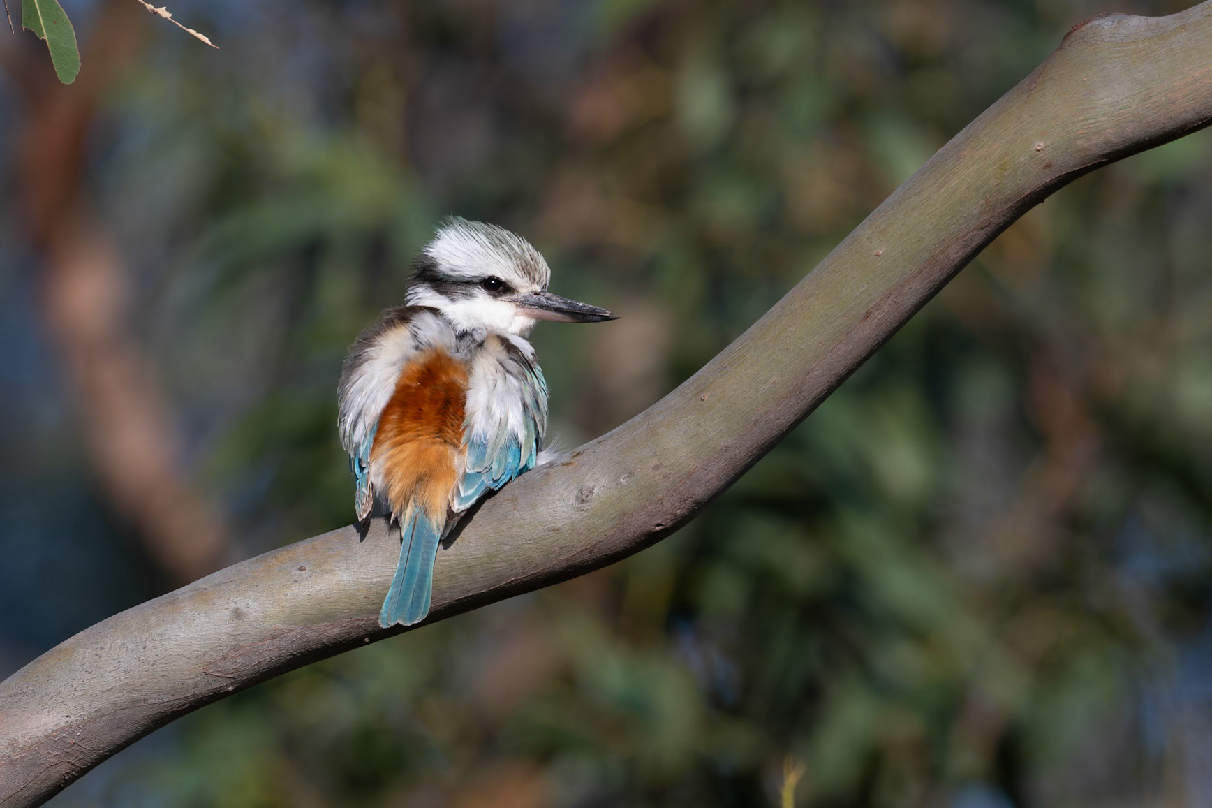 Red-backed Kingfisher that turned up in Melbourne