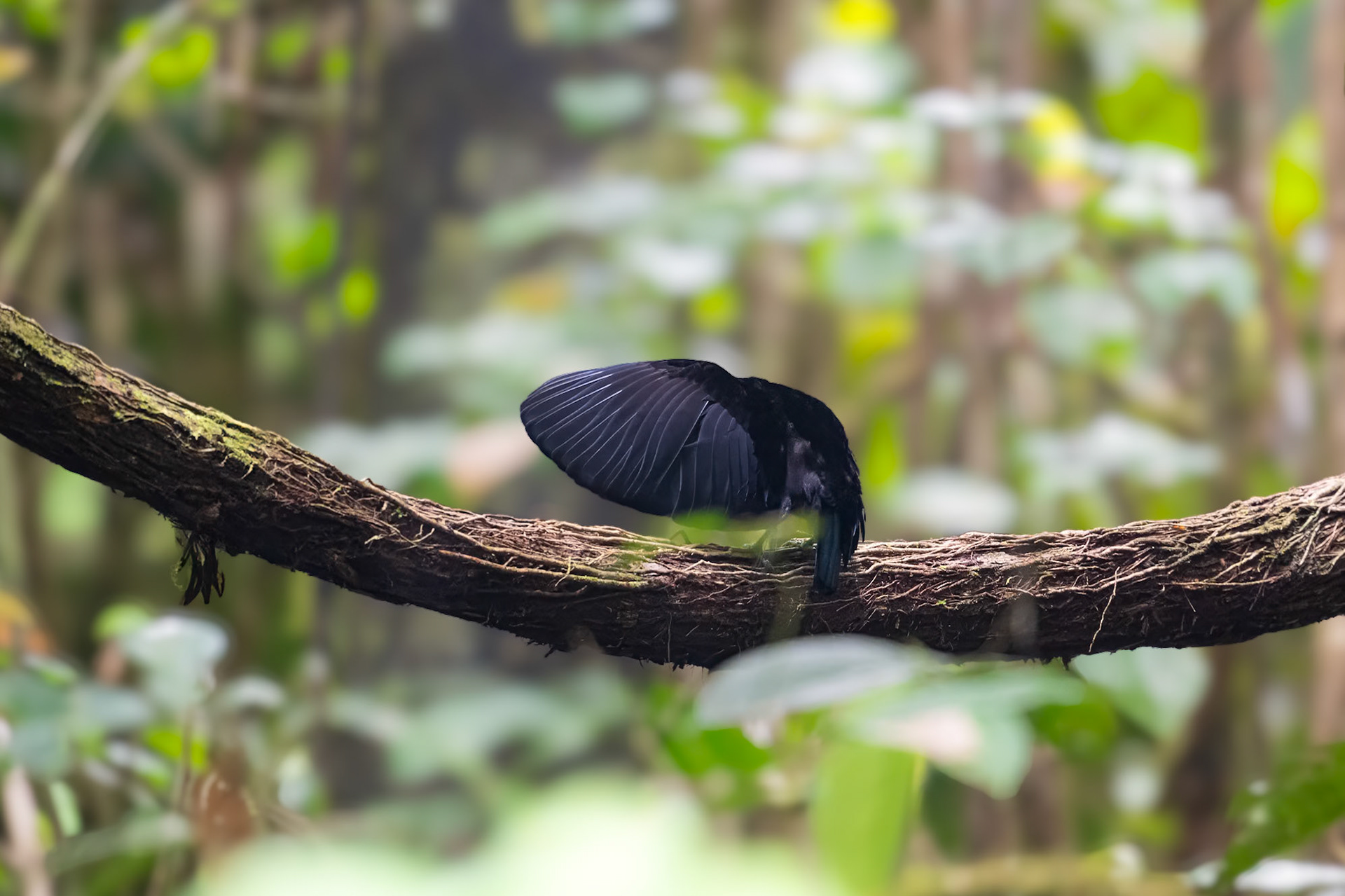 Magnificent Riflebird