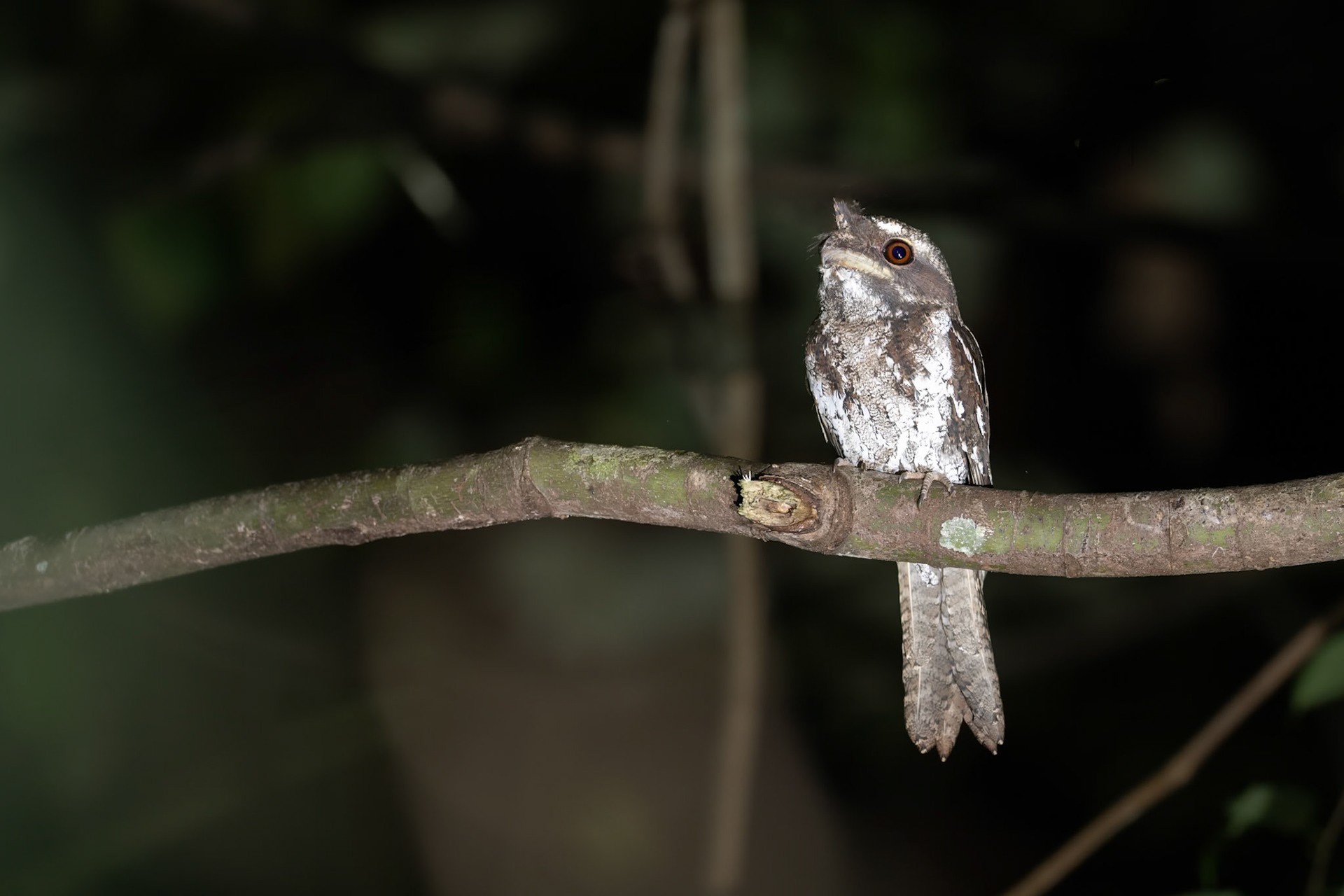 Marbled Frogmouth