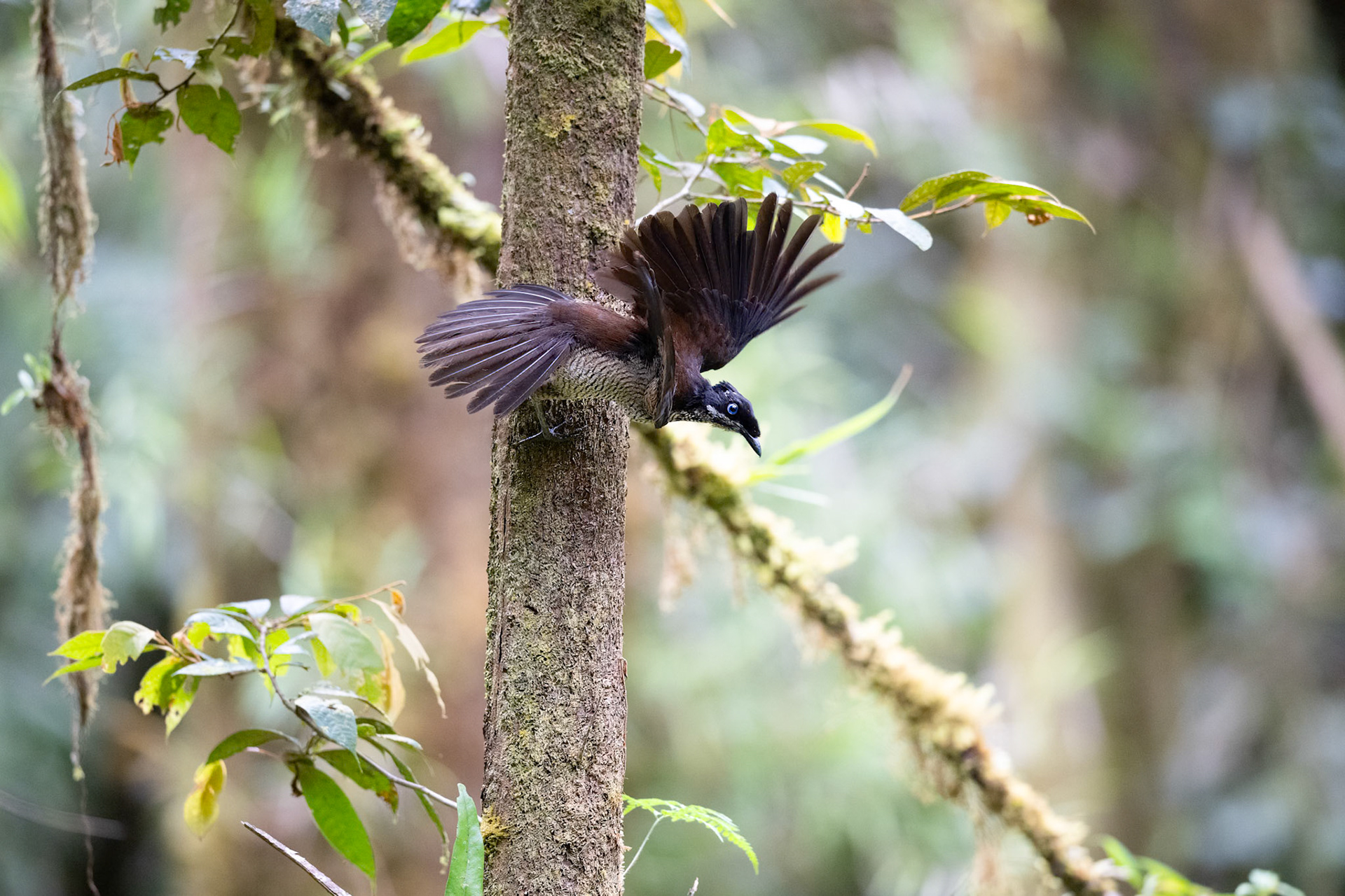 Vogelkop Lophorina female