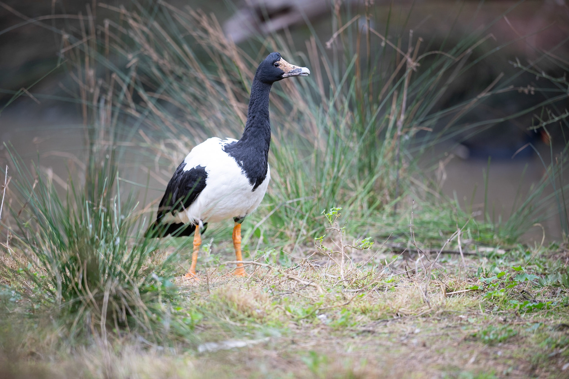 Magpie Goose