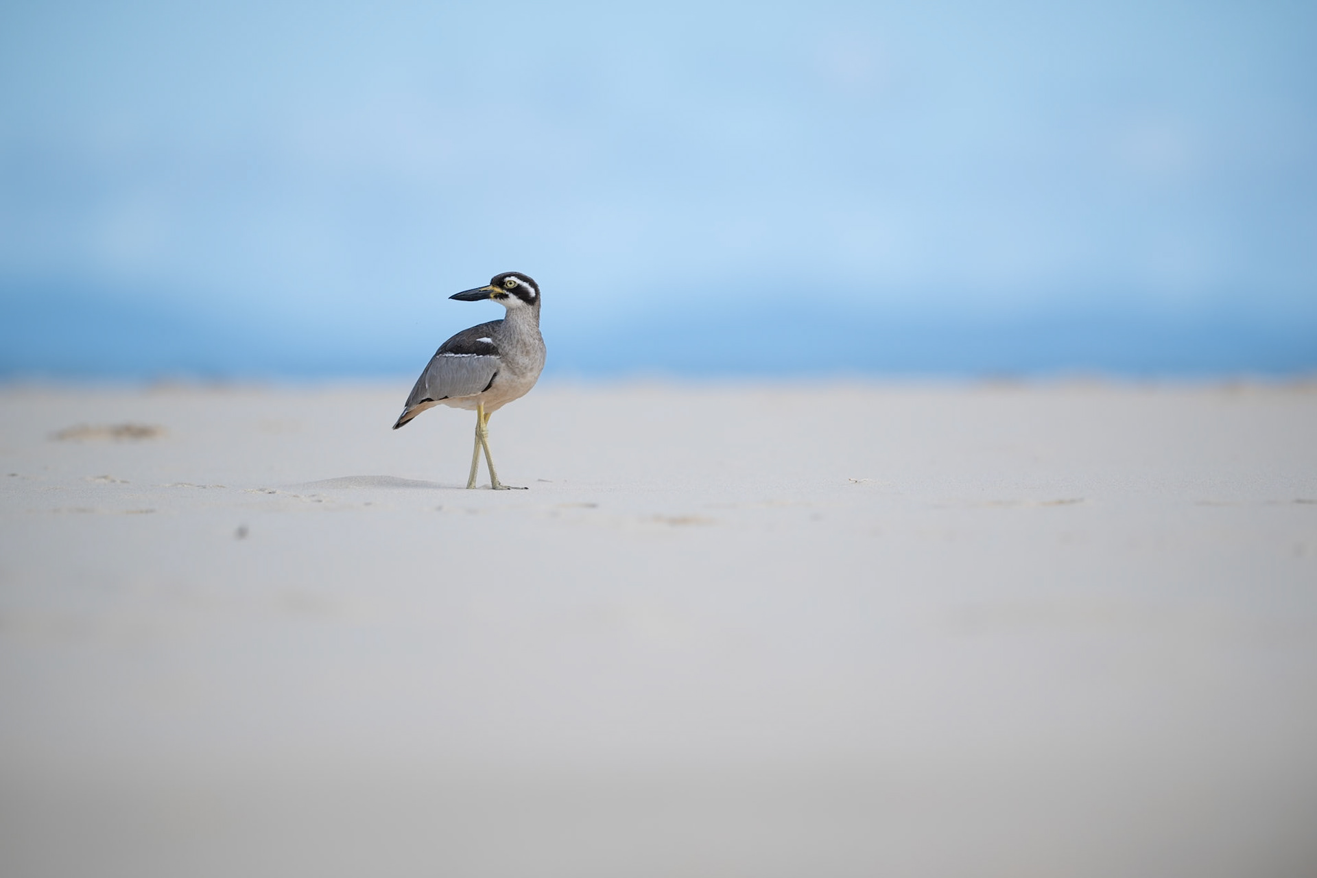 Beach Stone-curlew