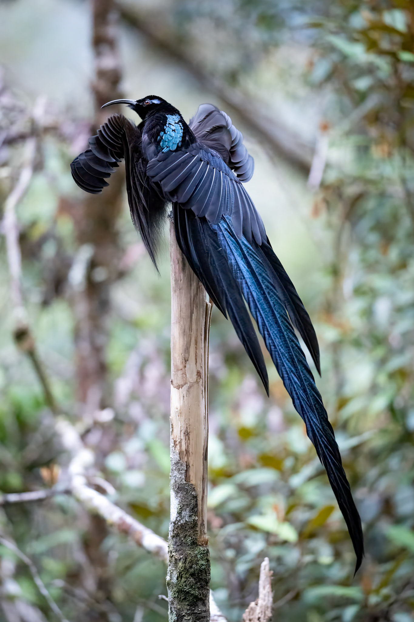 Black Sicklebill in the Arfak Mountains