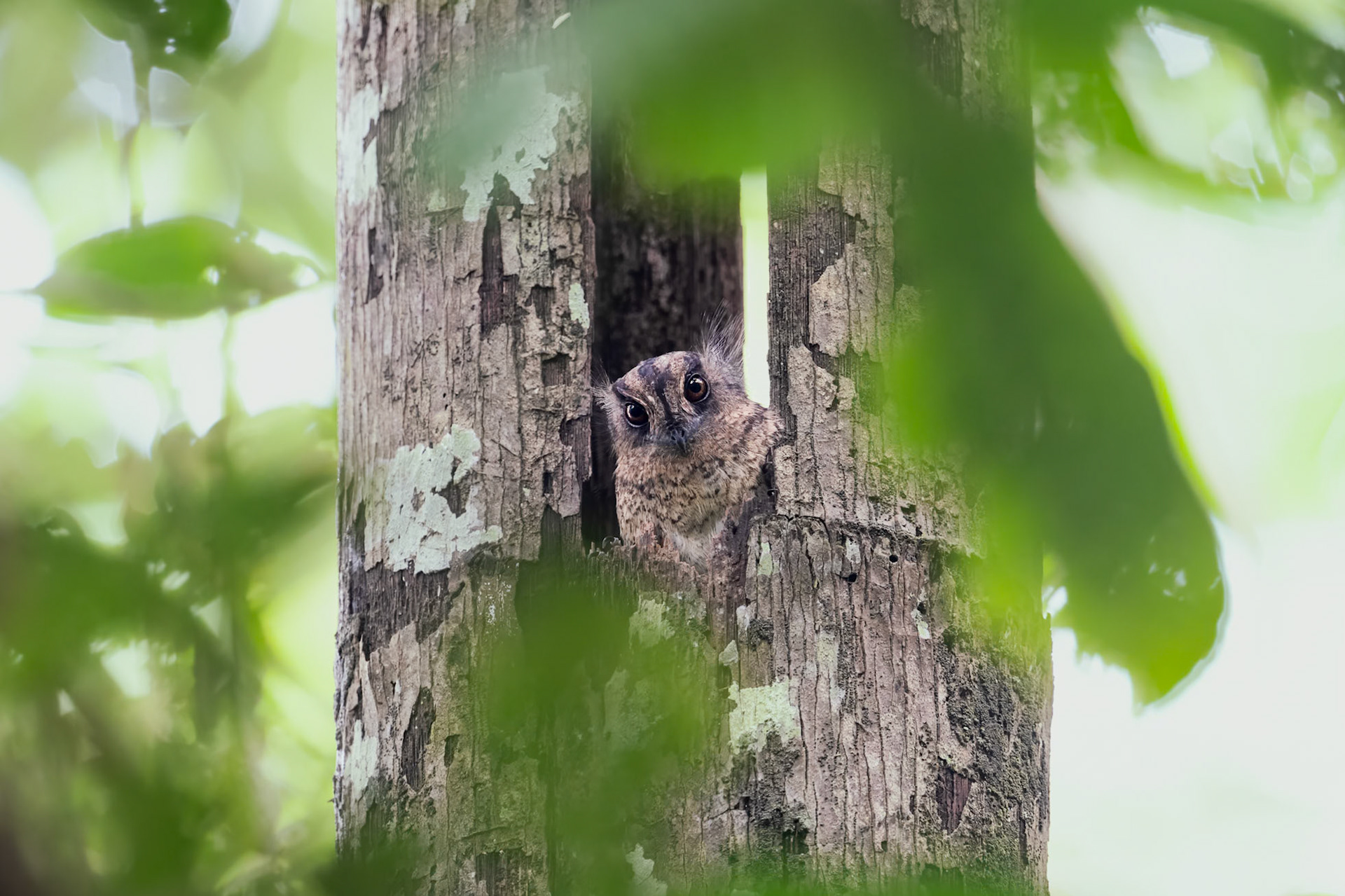 Vogelkop Owlet-nightjar