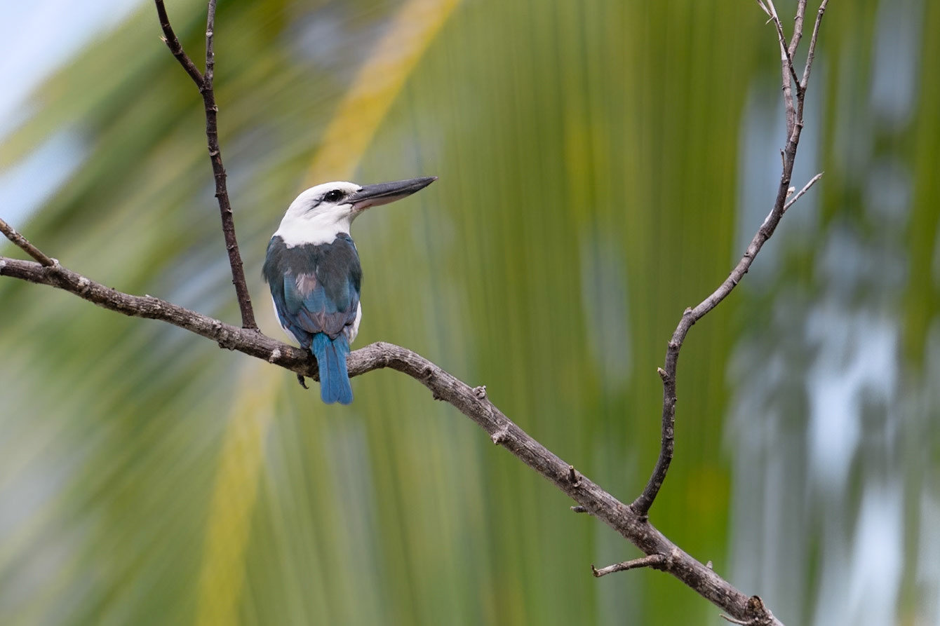 Beach Kingfisher