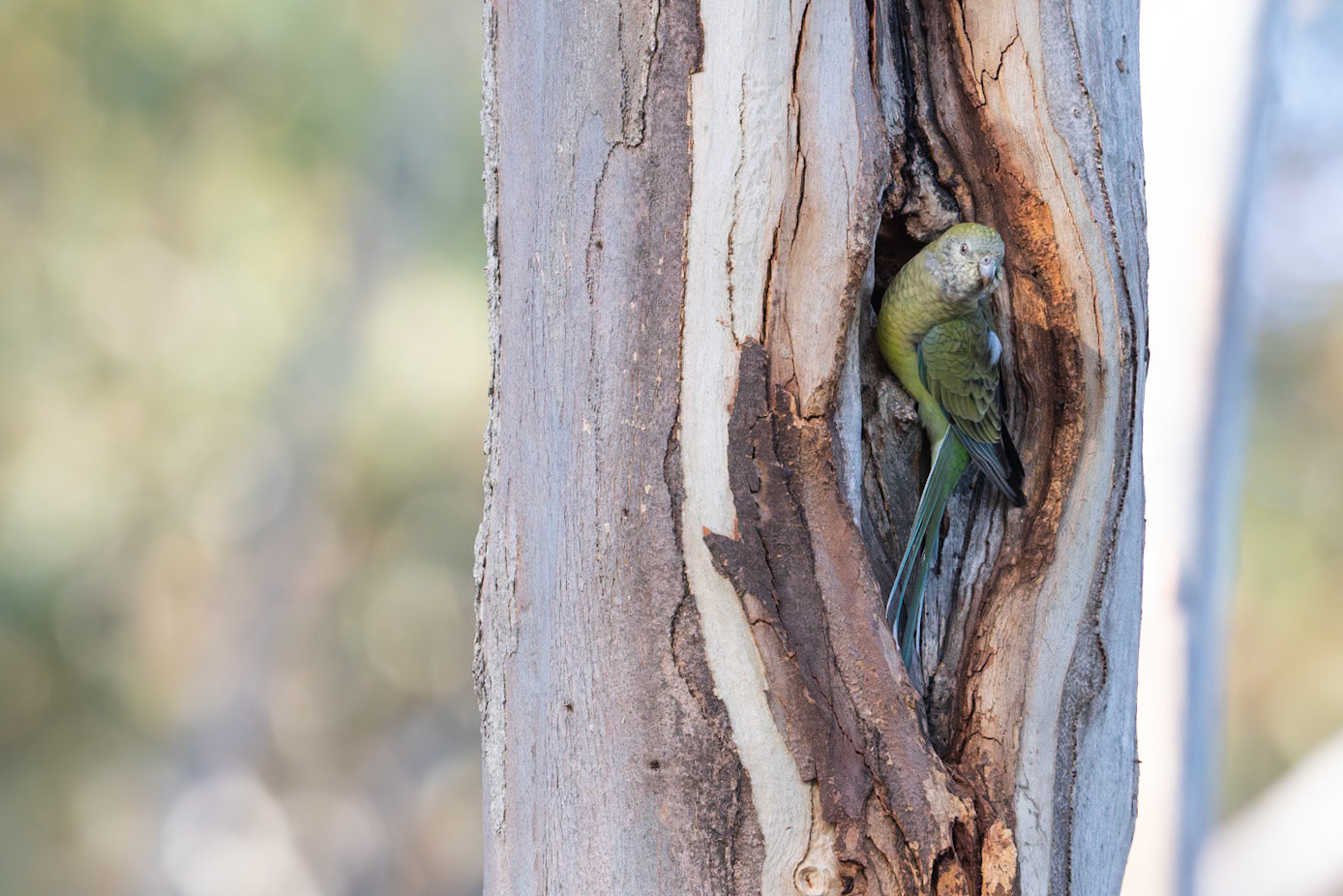 Red-rumped Parrot checking out a hollow