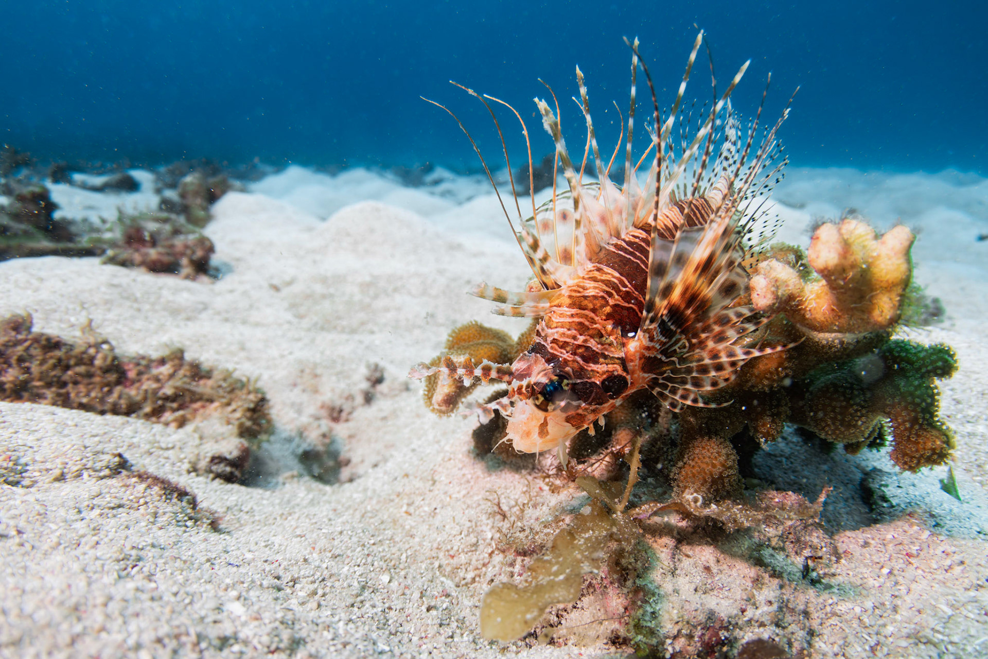 Spot-fin Lionfish