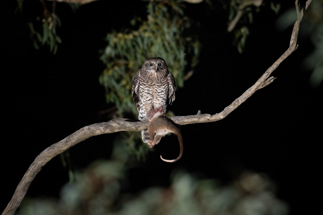 Powerful Owl