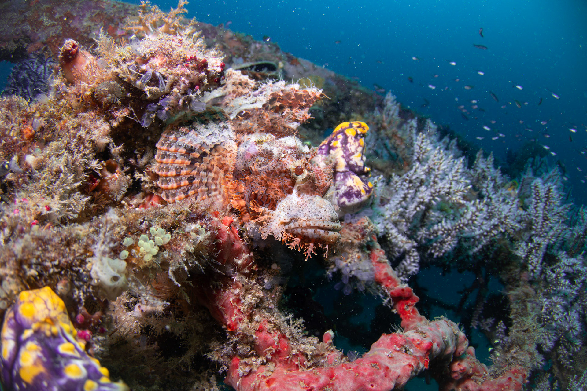 Scorpionfish on an artificial reef