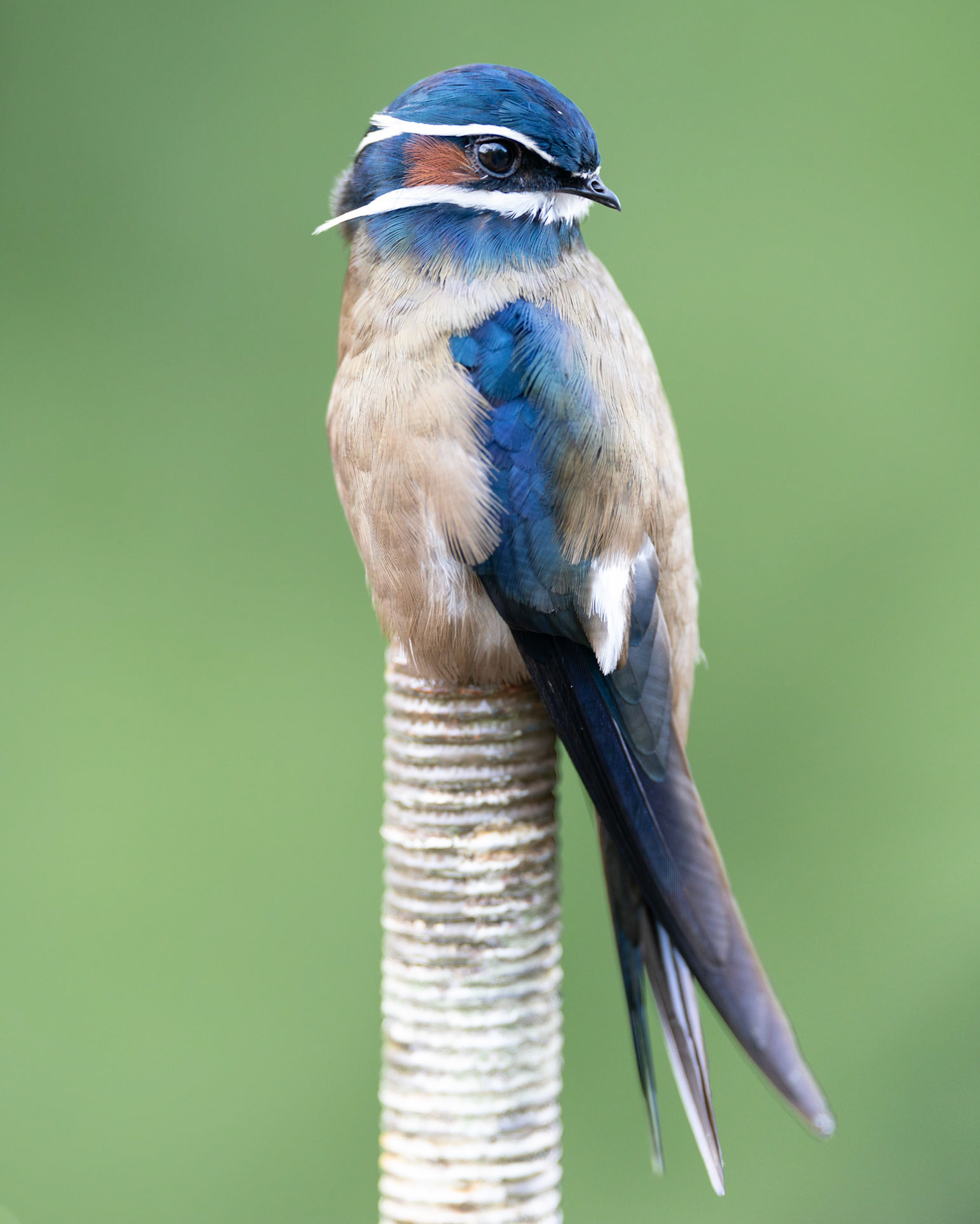 Whiskered Treeswift (Male)