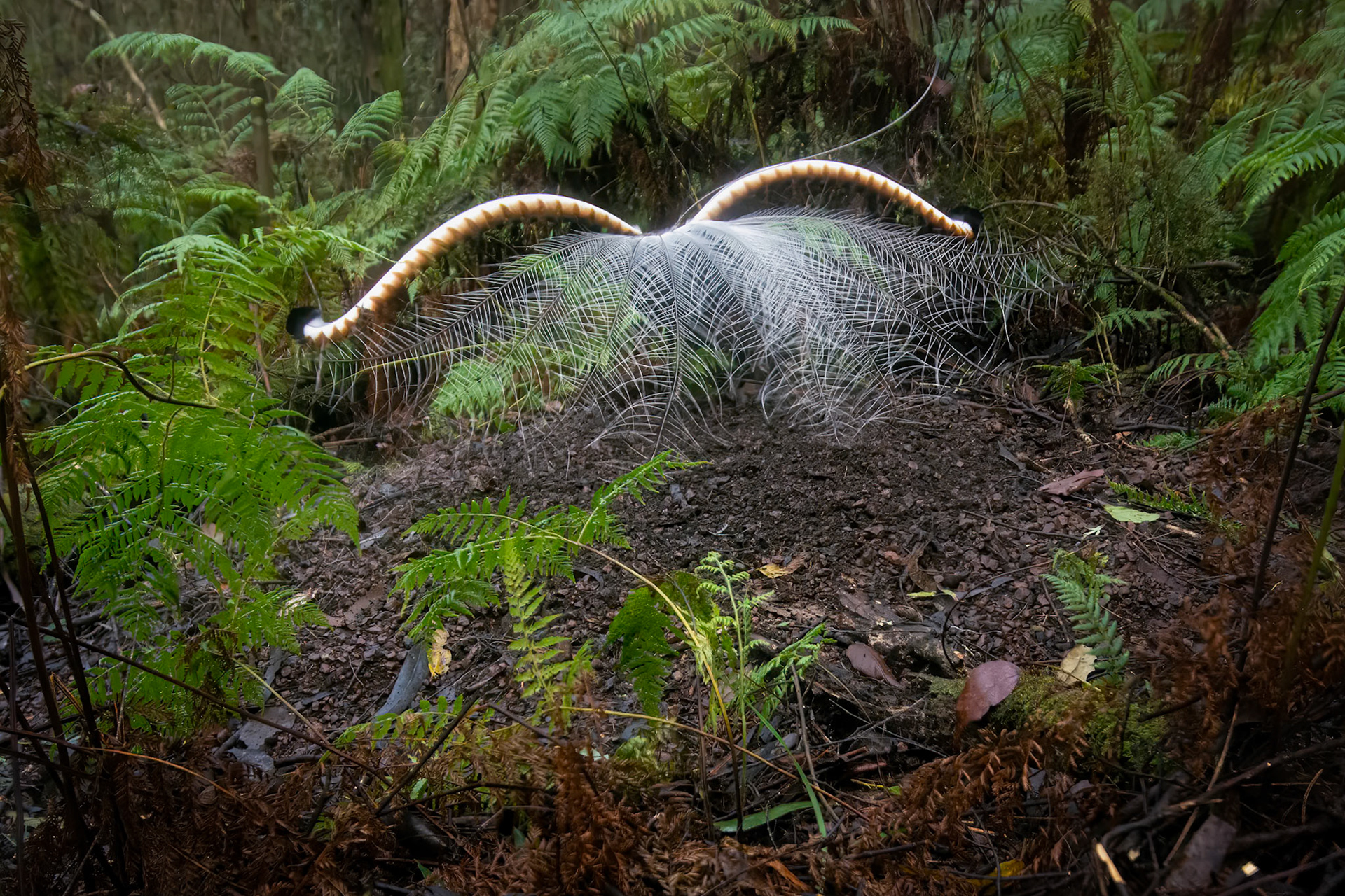 Supurb Lyrebird