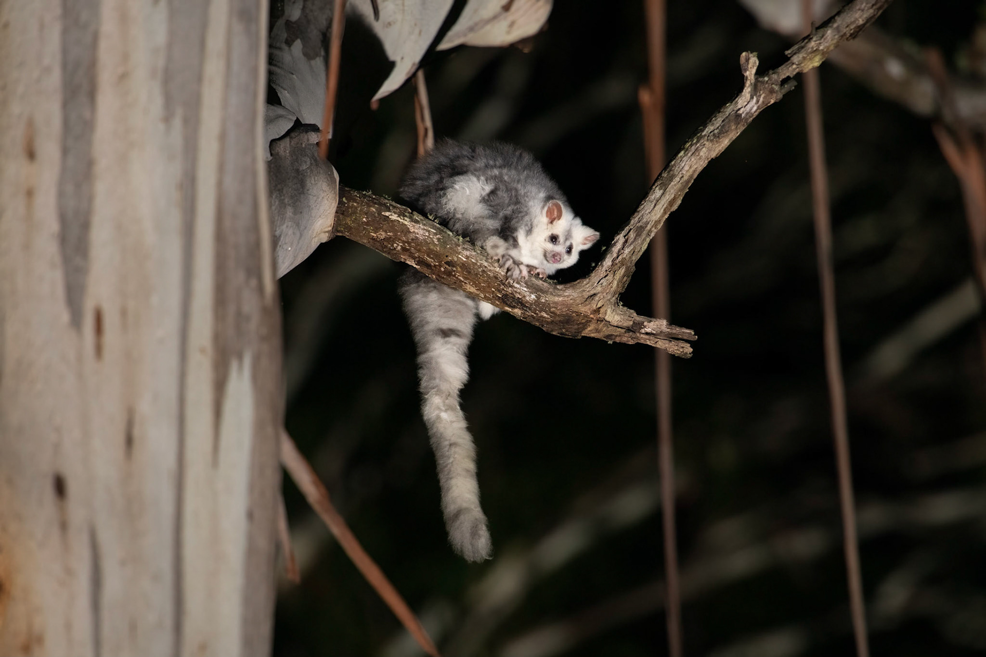 Southern Greater Glider