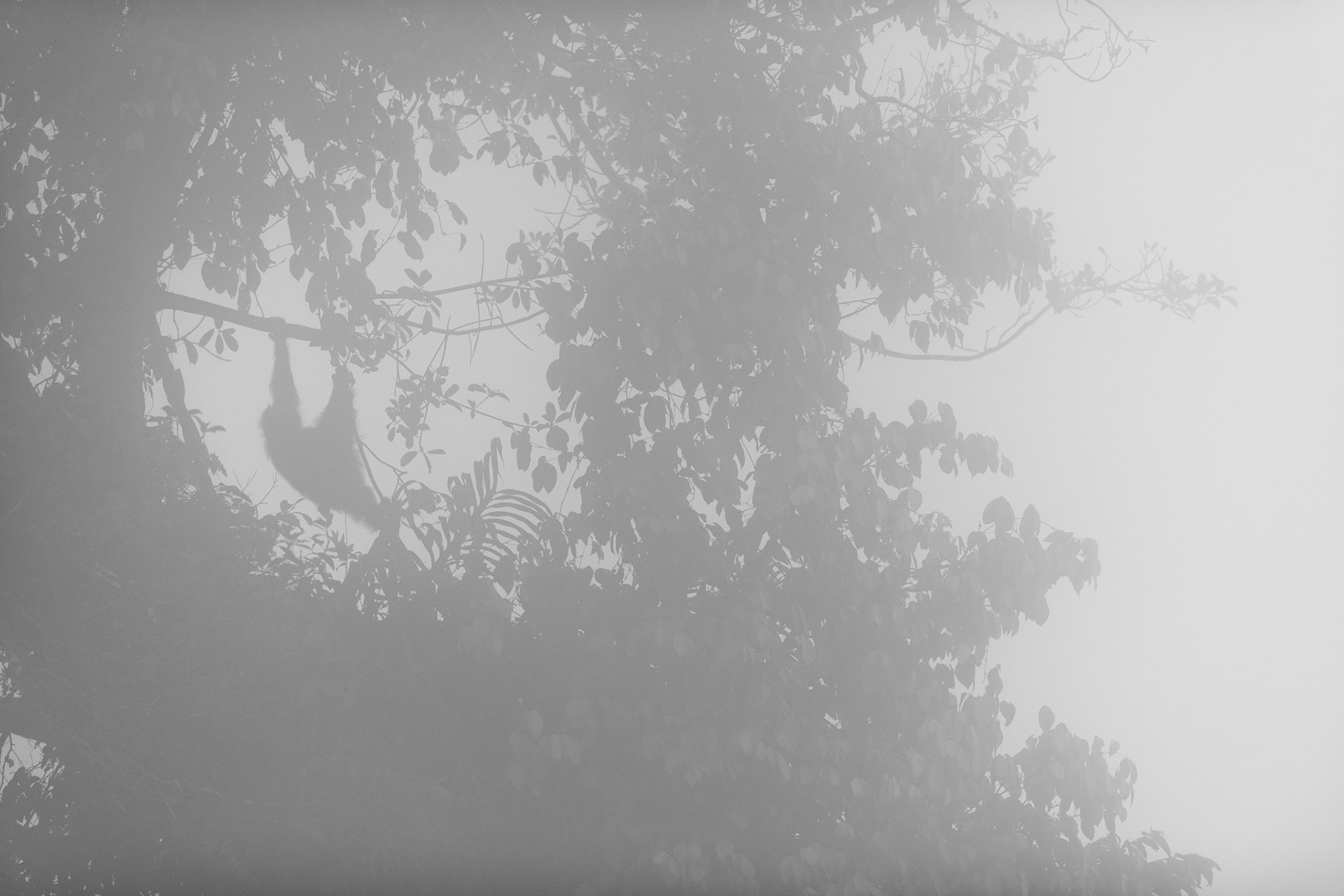 Orangutan in the morning mist