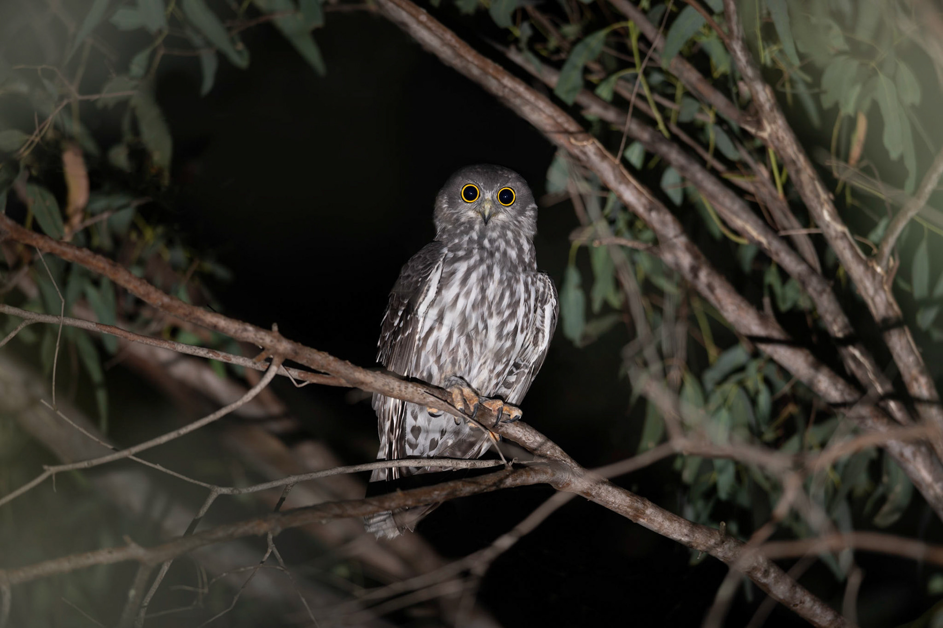 Barking Owl in Victoria