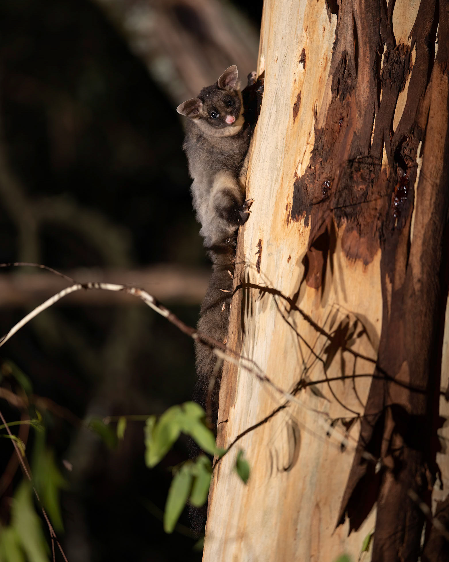Yellow-bellied Glider on a Manna Gum
