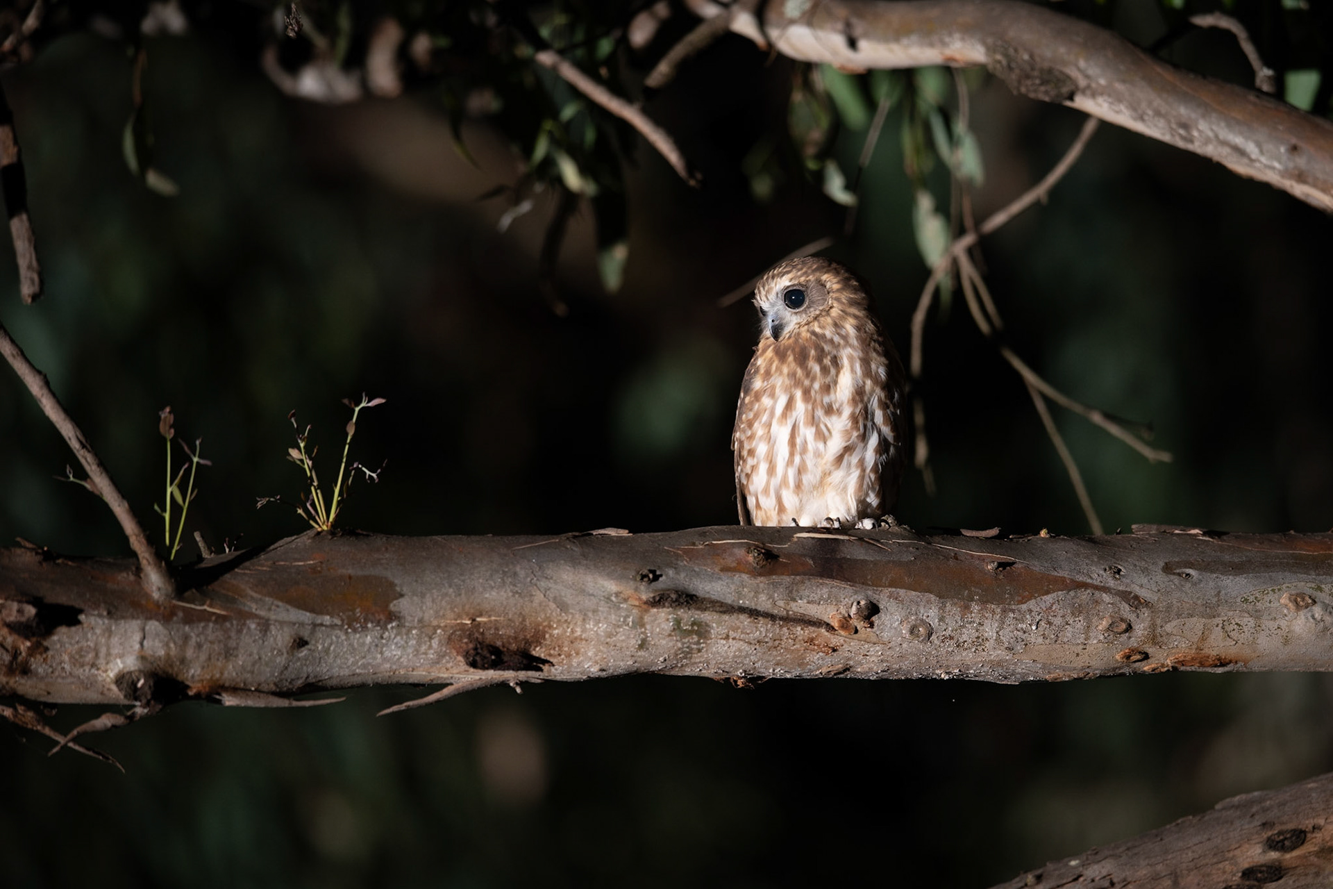 Australian Boobook