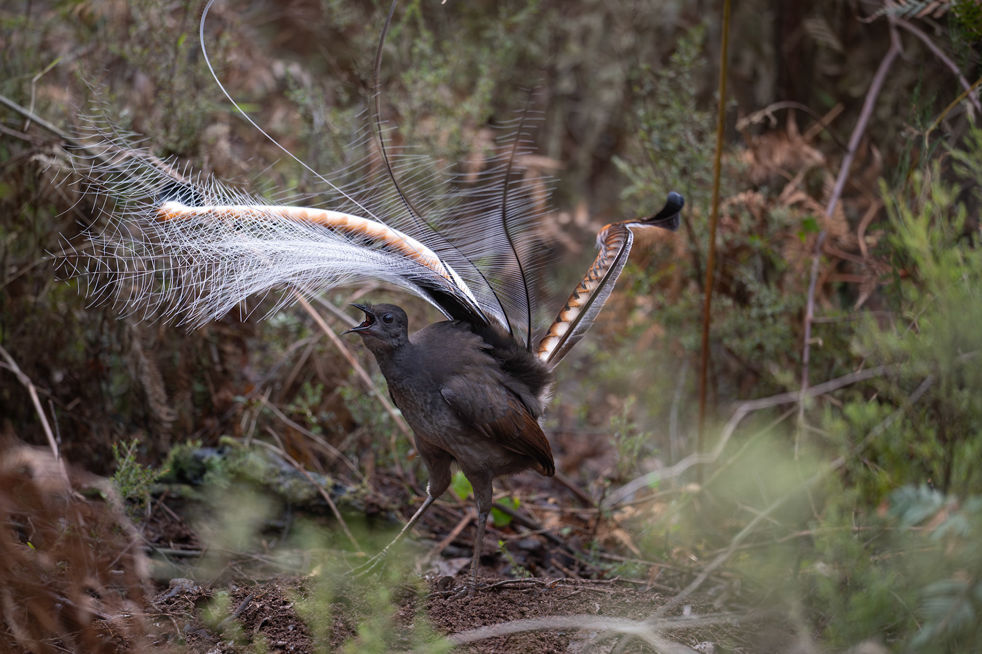 Supurb Lyrebird