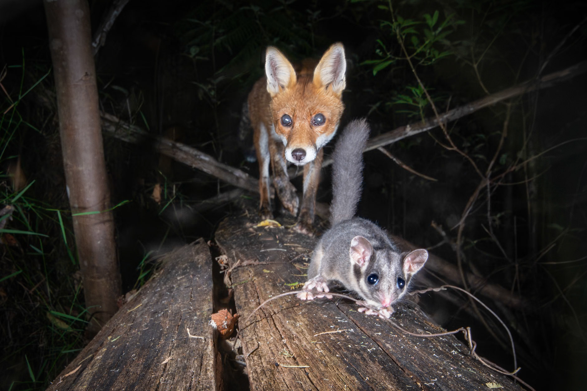 A composite photo of a fox and a Leadbeater's Possum