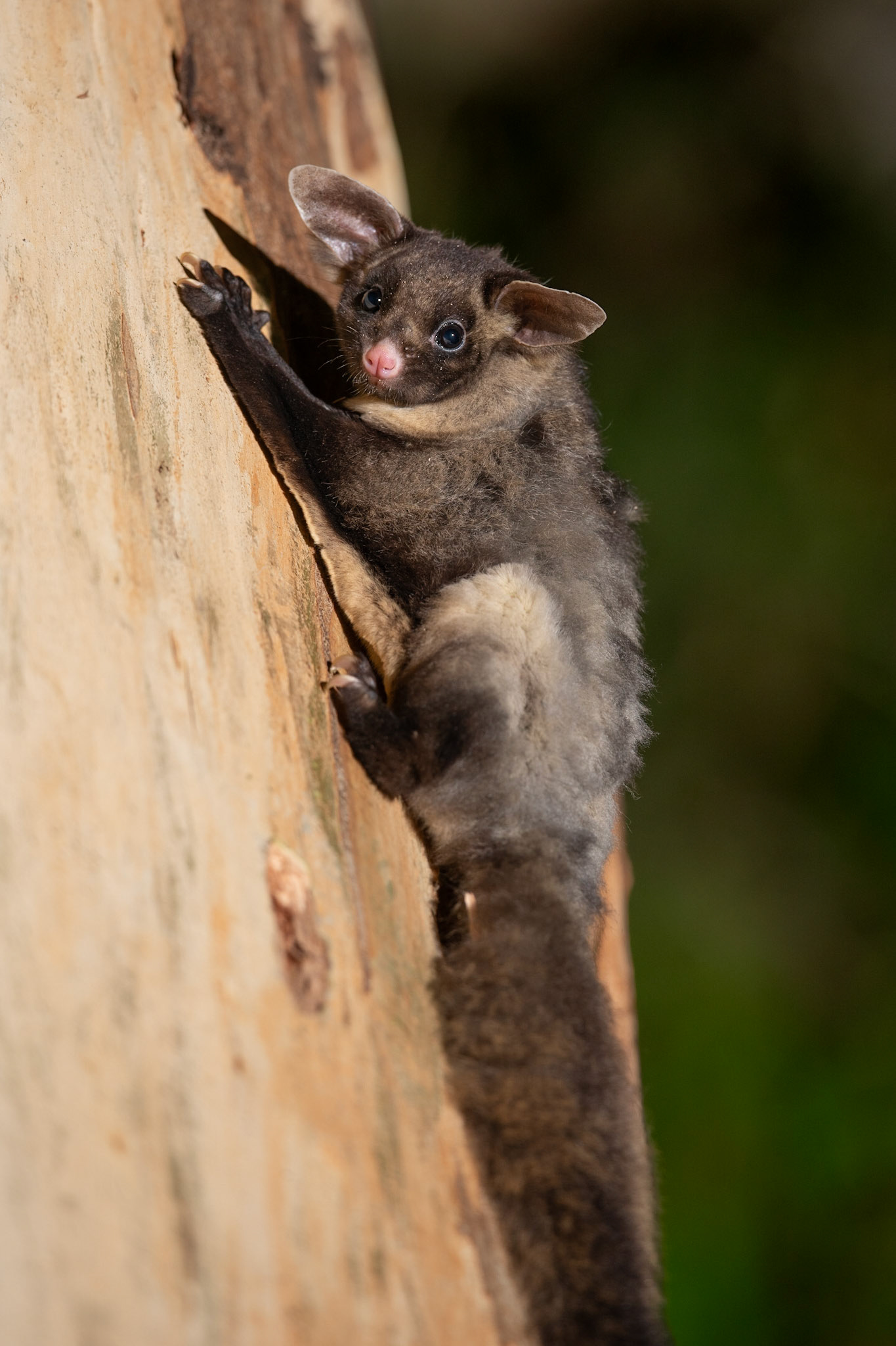 Yellow-bellied Glider on a Manna Gum