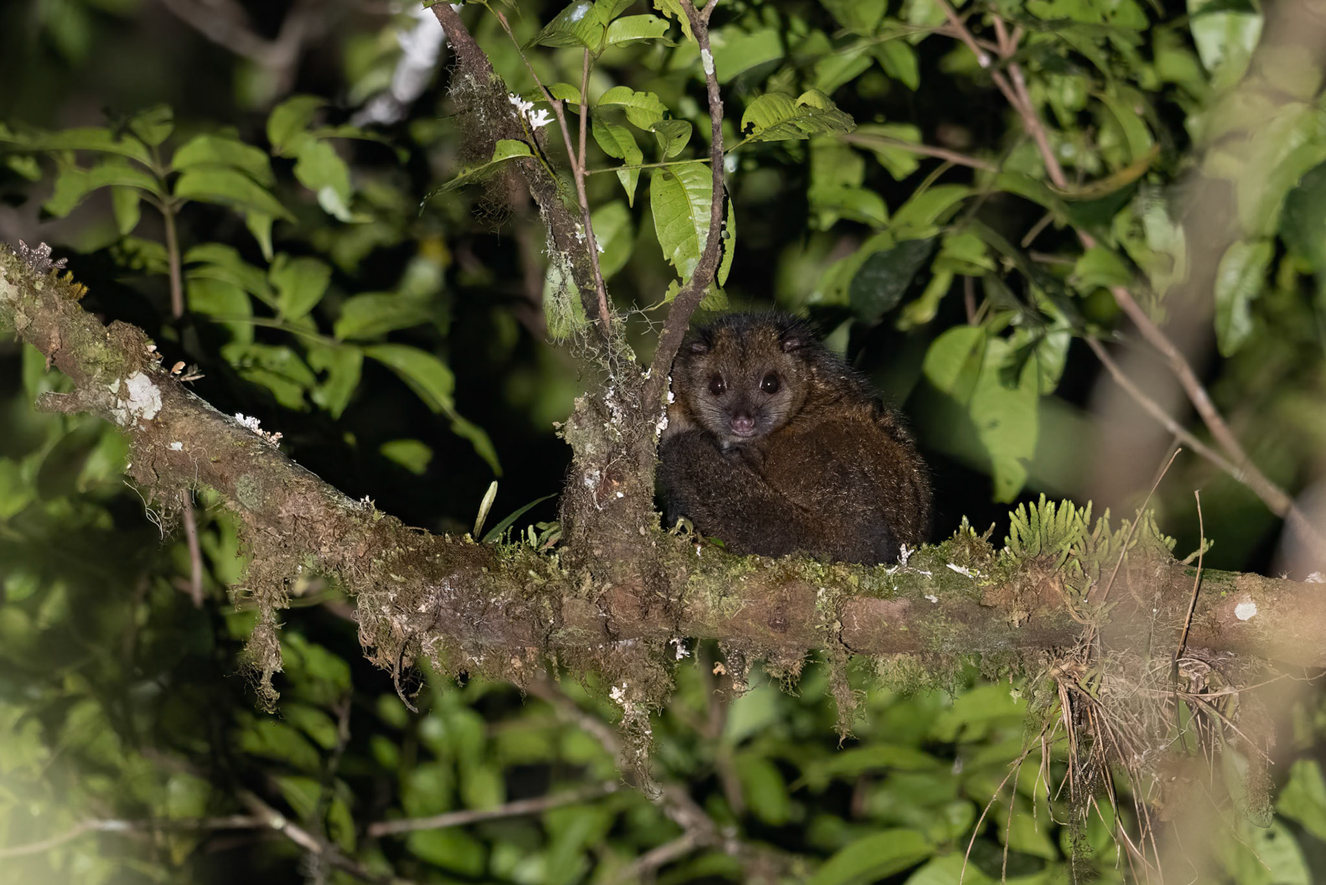 Reclusive Ringtail in the Arfak Mountains